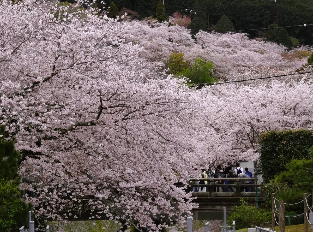 疏水の桜｜鴨東
