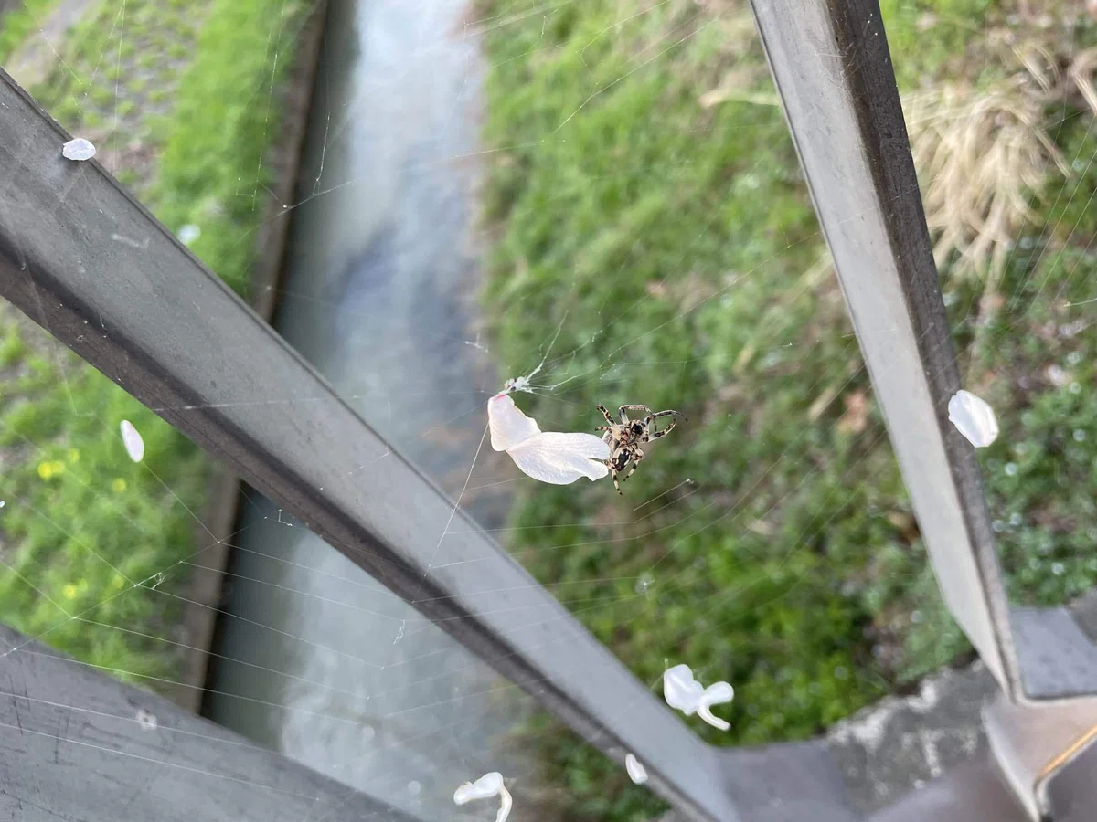 お花見にいってきました｜サラダ放る
