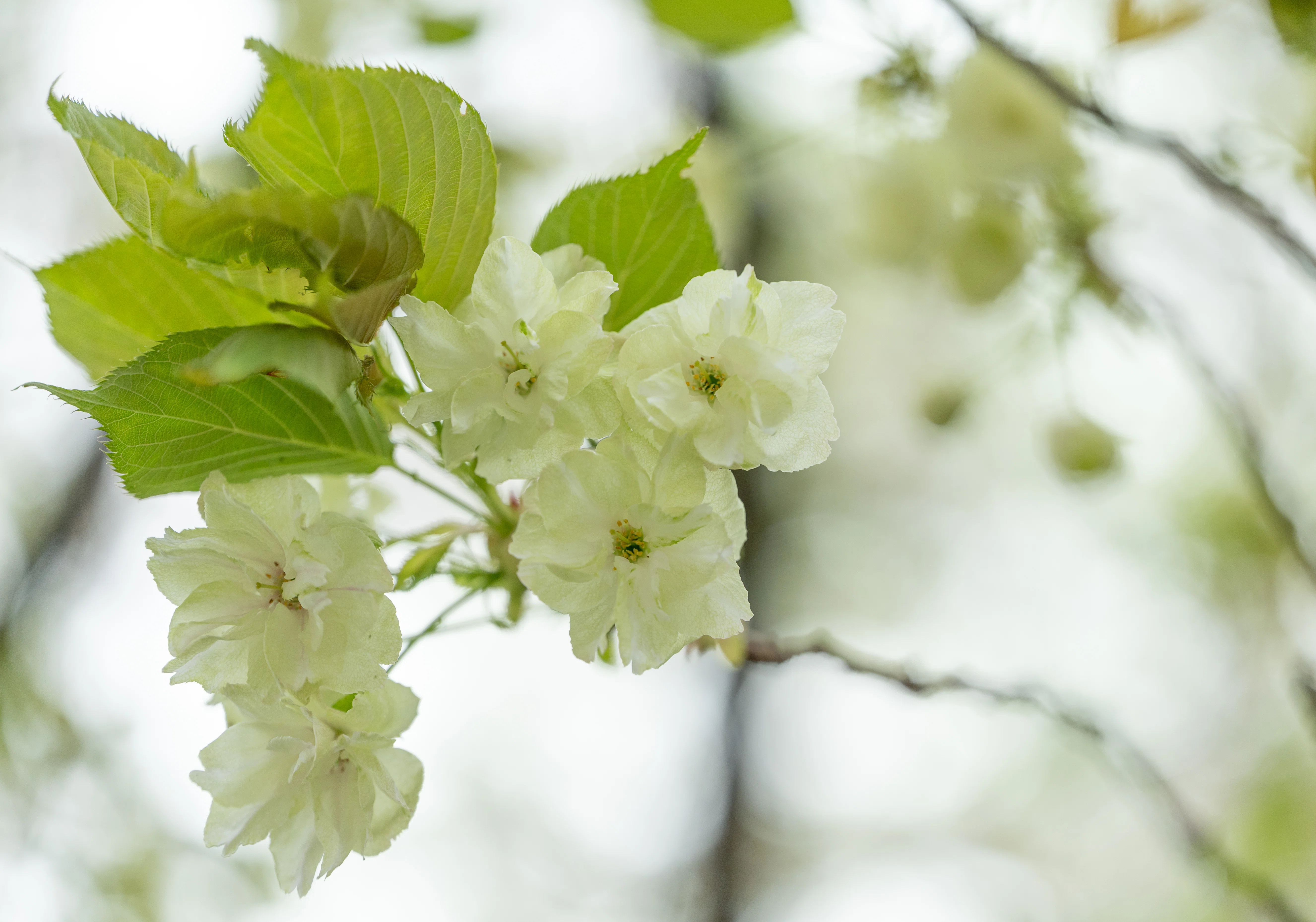 鬱金桜（多摩川浅間神社）：Z 100-400mm f/4.5-5.6 VR S｜@infinity.909
