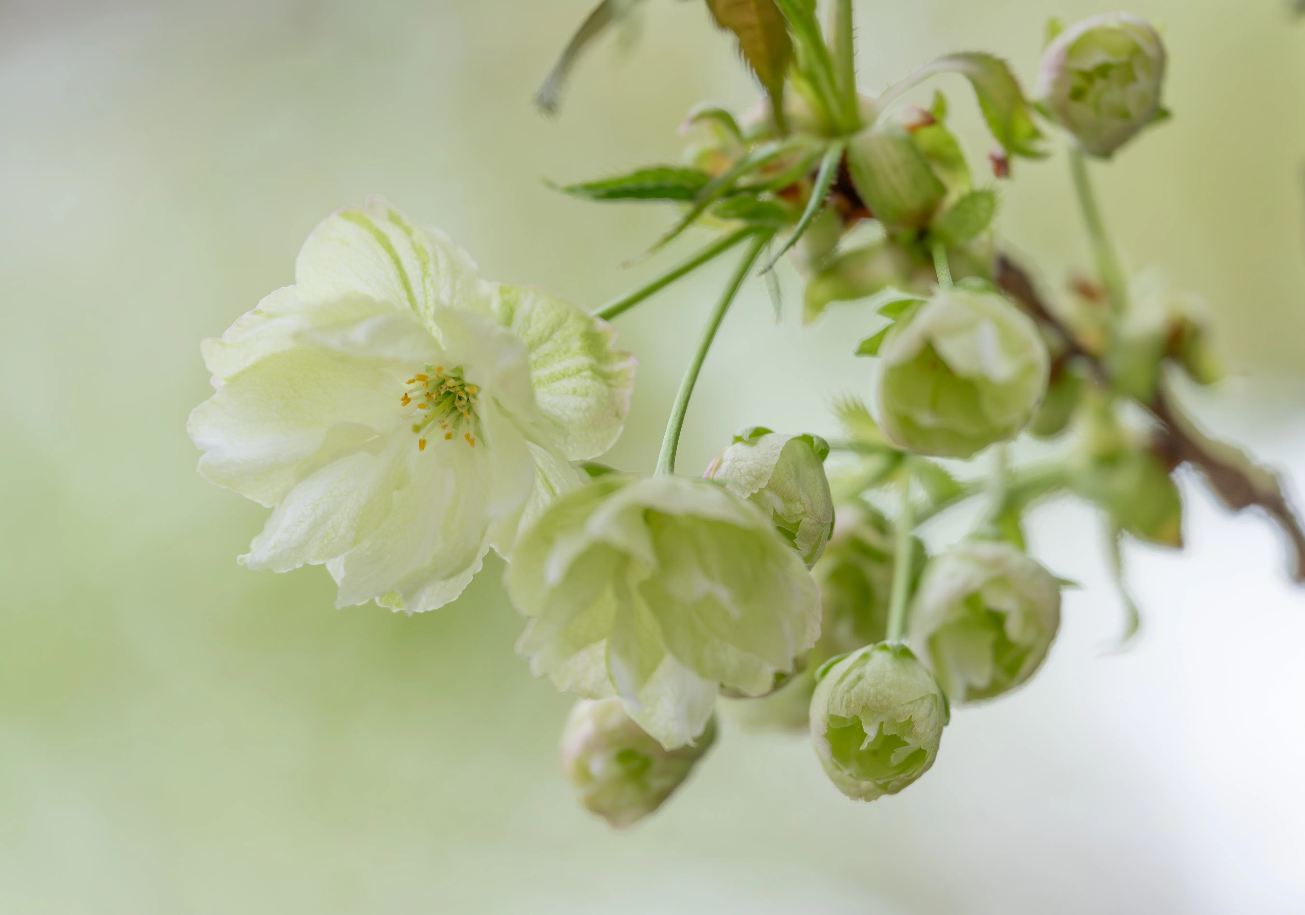 鬱金桜（多摩川浅間神社）：Z 100-400mm f/4.5-5.6 VR S｜@infinity.909