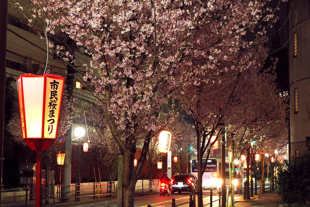 光の散歩道 ～ 夜桜の余韻に浸る｜Macauto