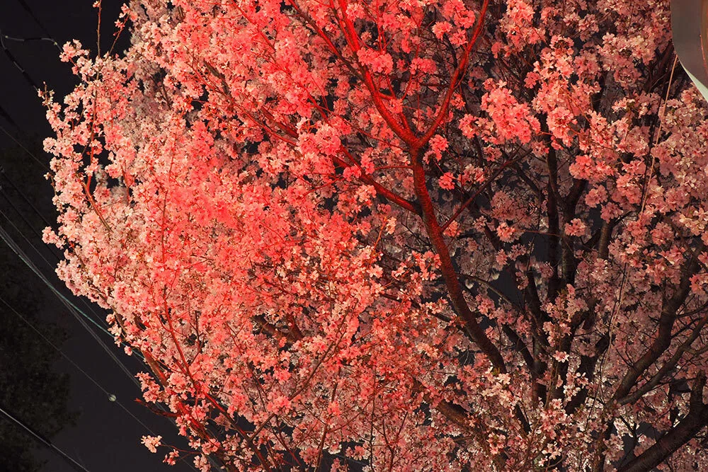 光の散歩道 ～ 夜桜の余韻に浸る｜Macauto
