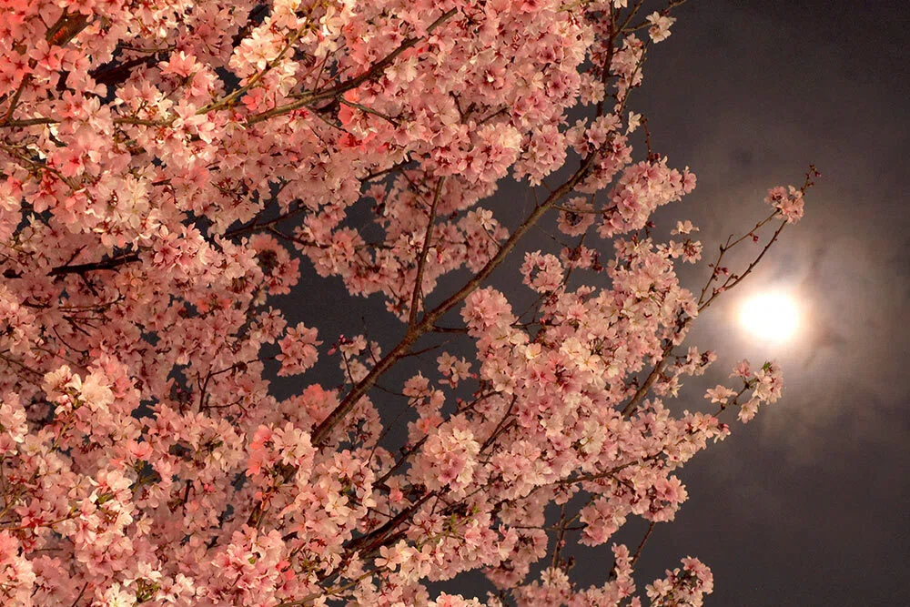 光の散歩道 ～ 夜桜の余韻に浸る｜Macauto