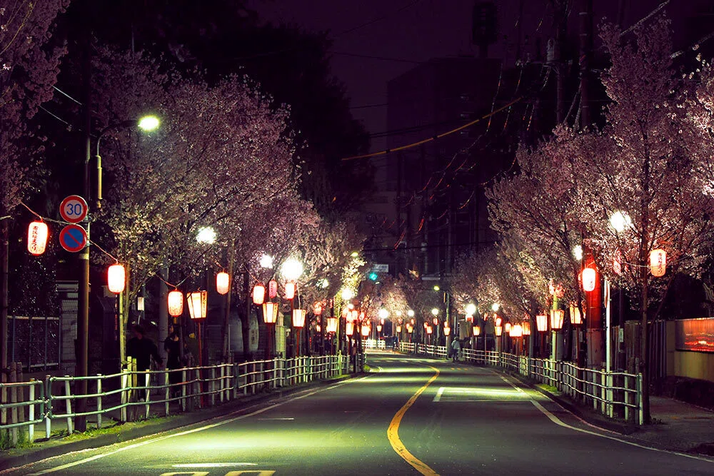 光の散歩道 ～ 夜桜の余韻に浸る｜Macauto