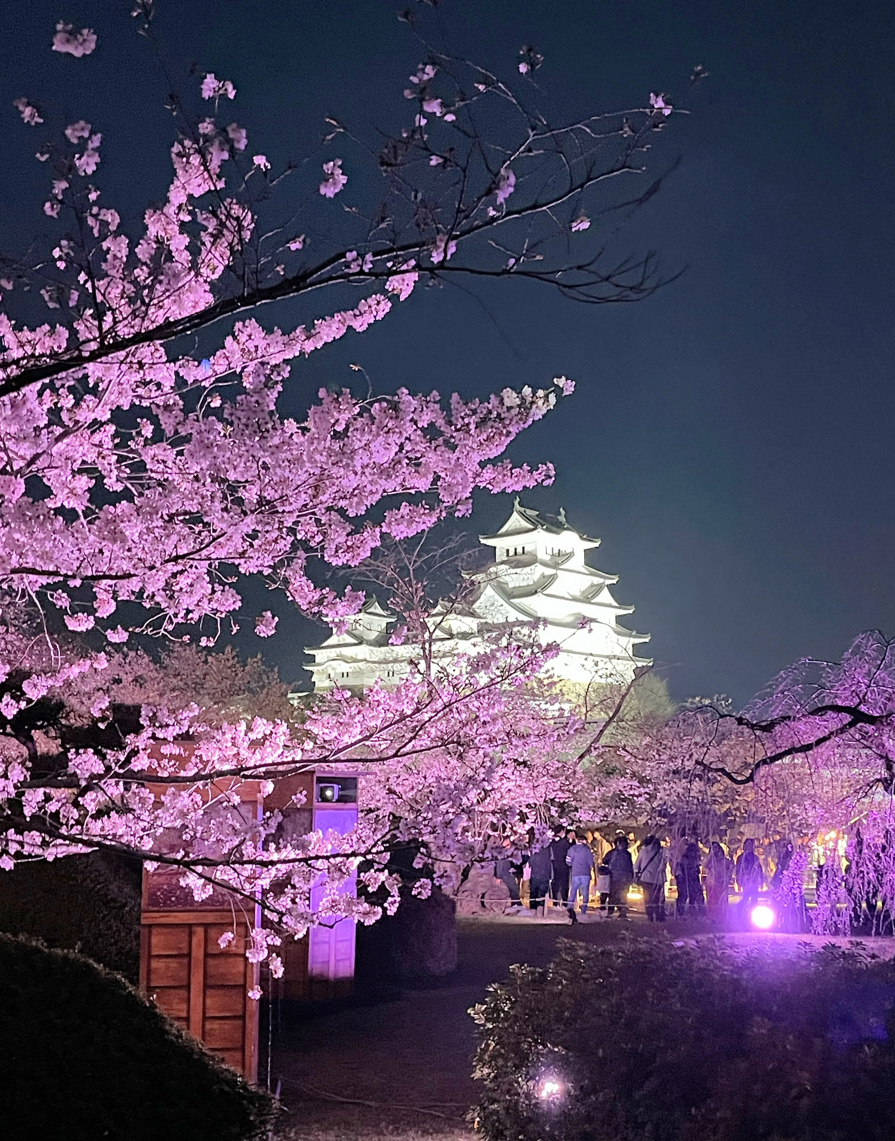 姫路城 夜桜会 2026 🌸 春彩舞桜｜白亜の天守を彩る、幻想的な光と音の