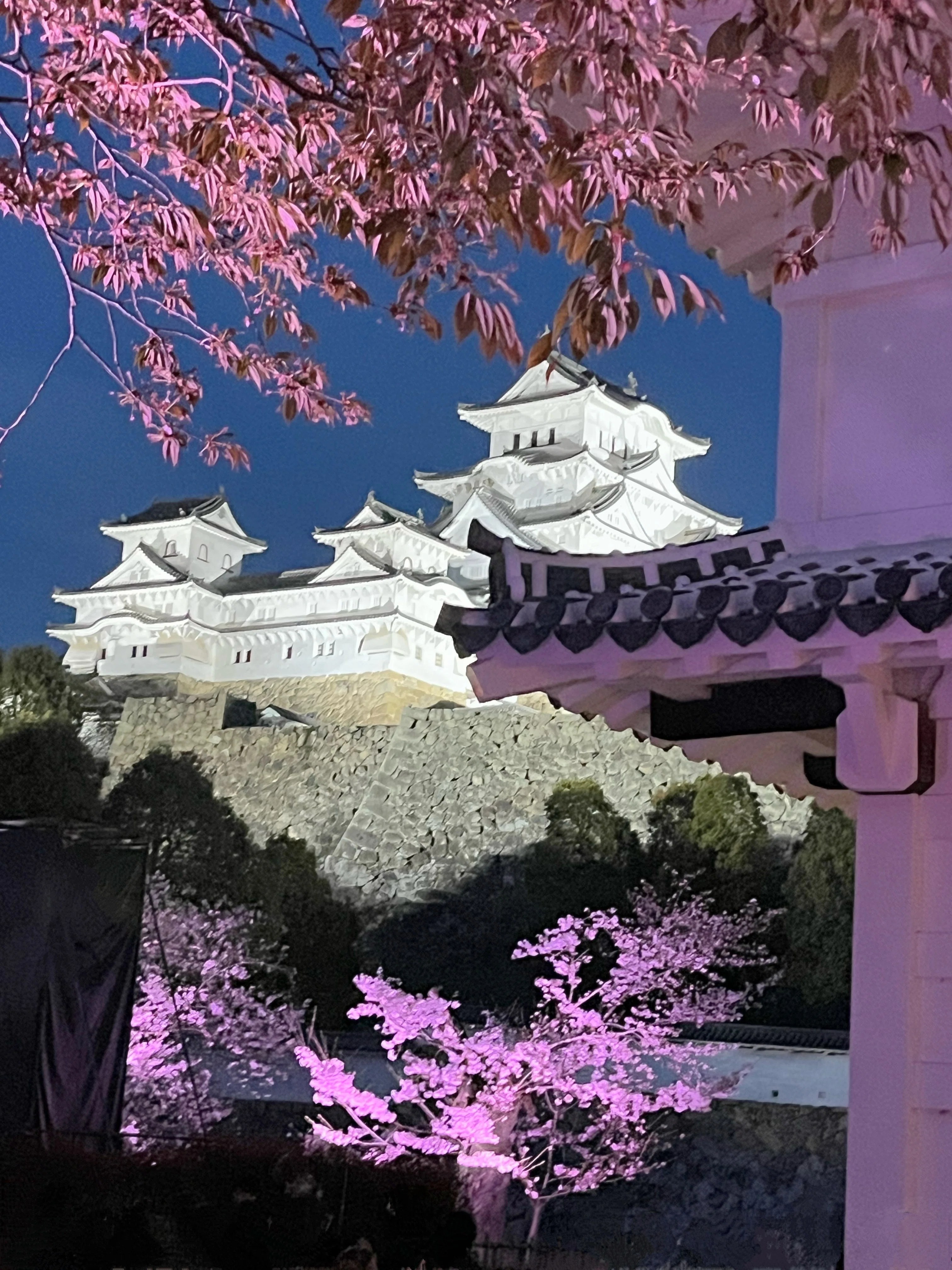 姫路城 夜桜会 2026 🌸 春彩舞桜｜白亜の天守を彩る、幻想的な光と音の