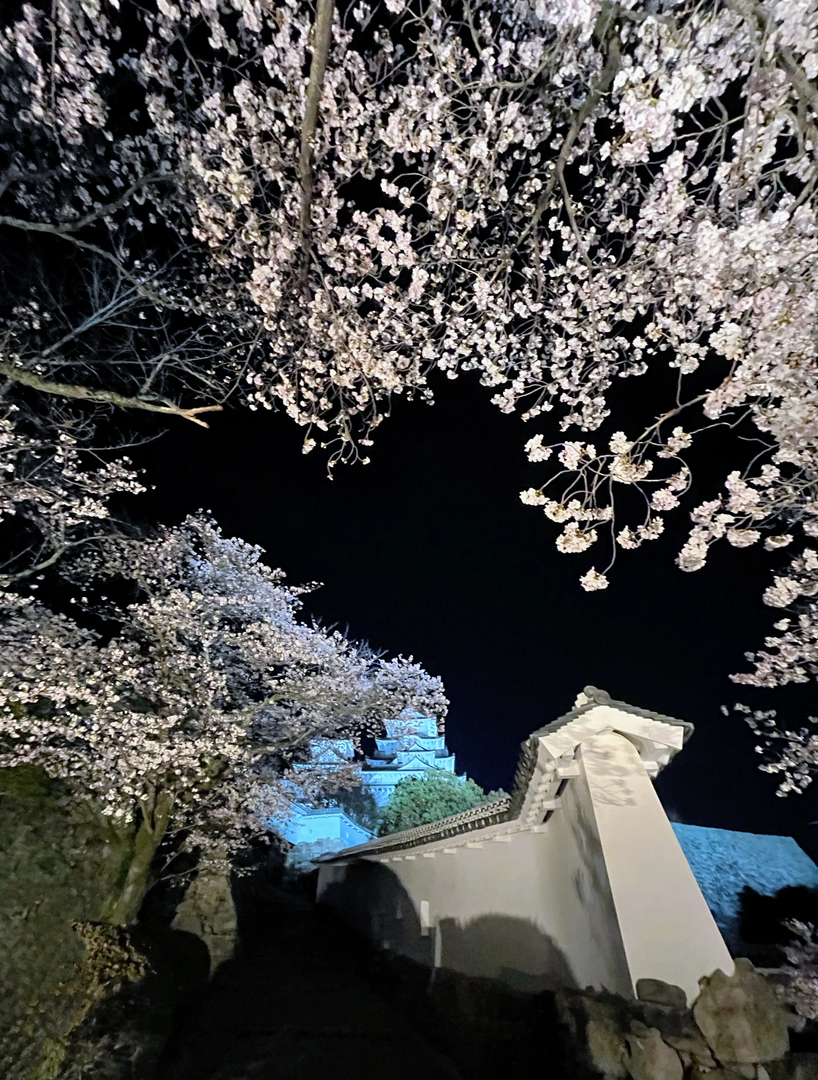 姫路城 夜桜会 2026 🌸 春彩舞桜｜白亜の天守を彩る、幻想的な光と音の