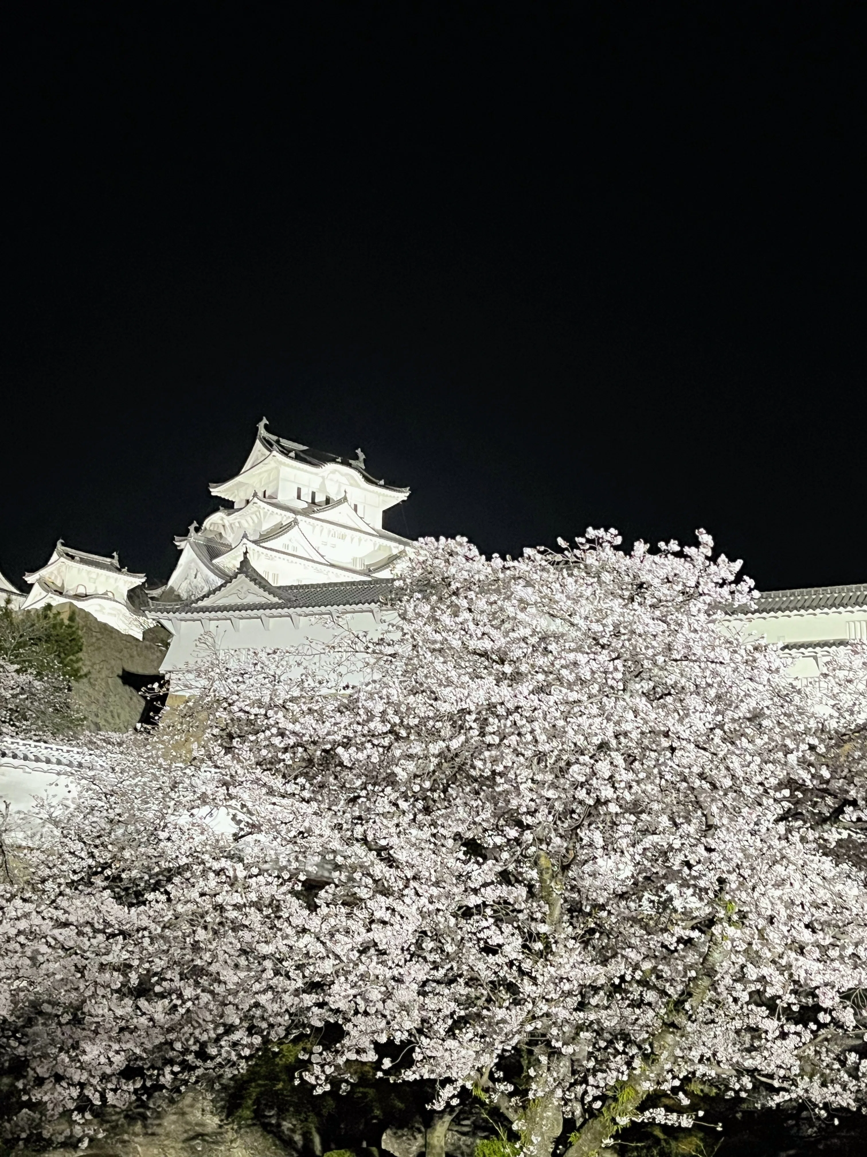 やぎー様　おまとめ2点セット　ホワイトレッド桜　×　白金　桜　唯我 姫路城 夜桜会 2026 🌸 春彩舞桜｜白亜の天守を彩る、幻想的な光と音の