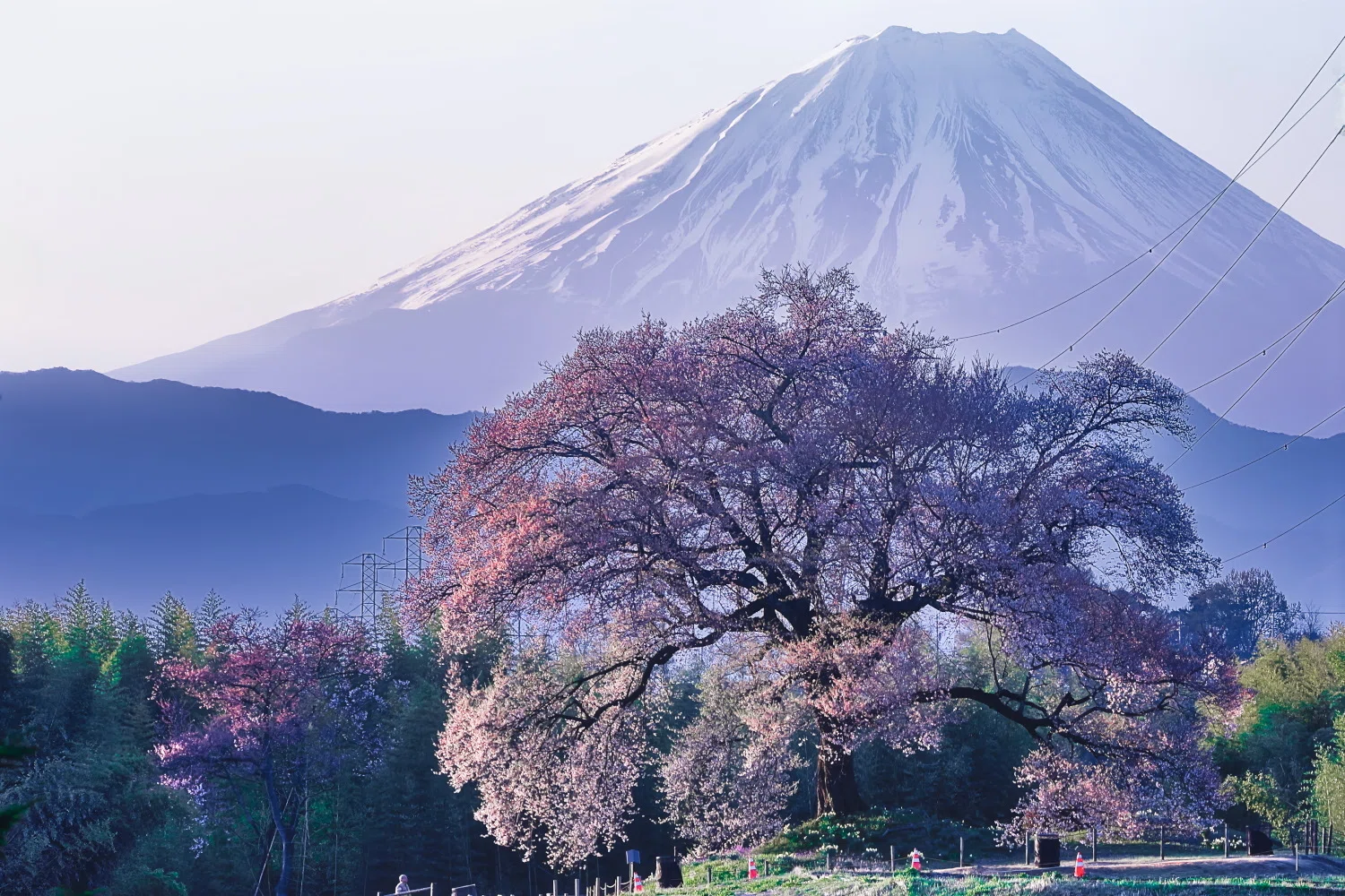 わに塚の一本桜と富士山｜trpe