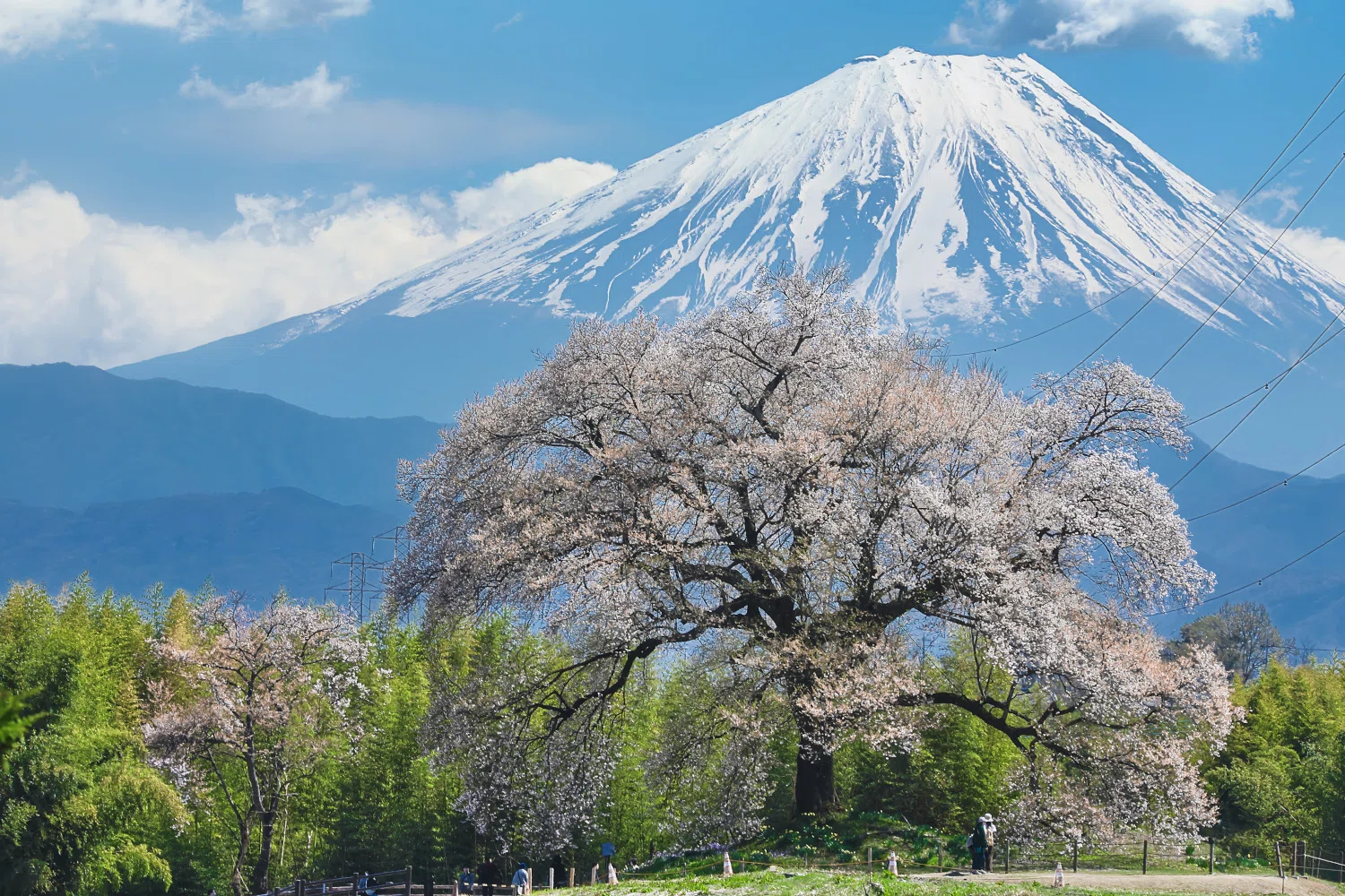 わに塚の一本桜と富士山｜trpe