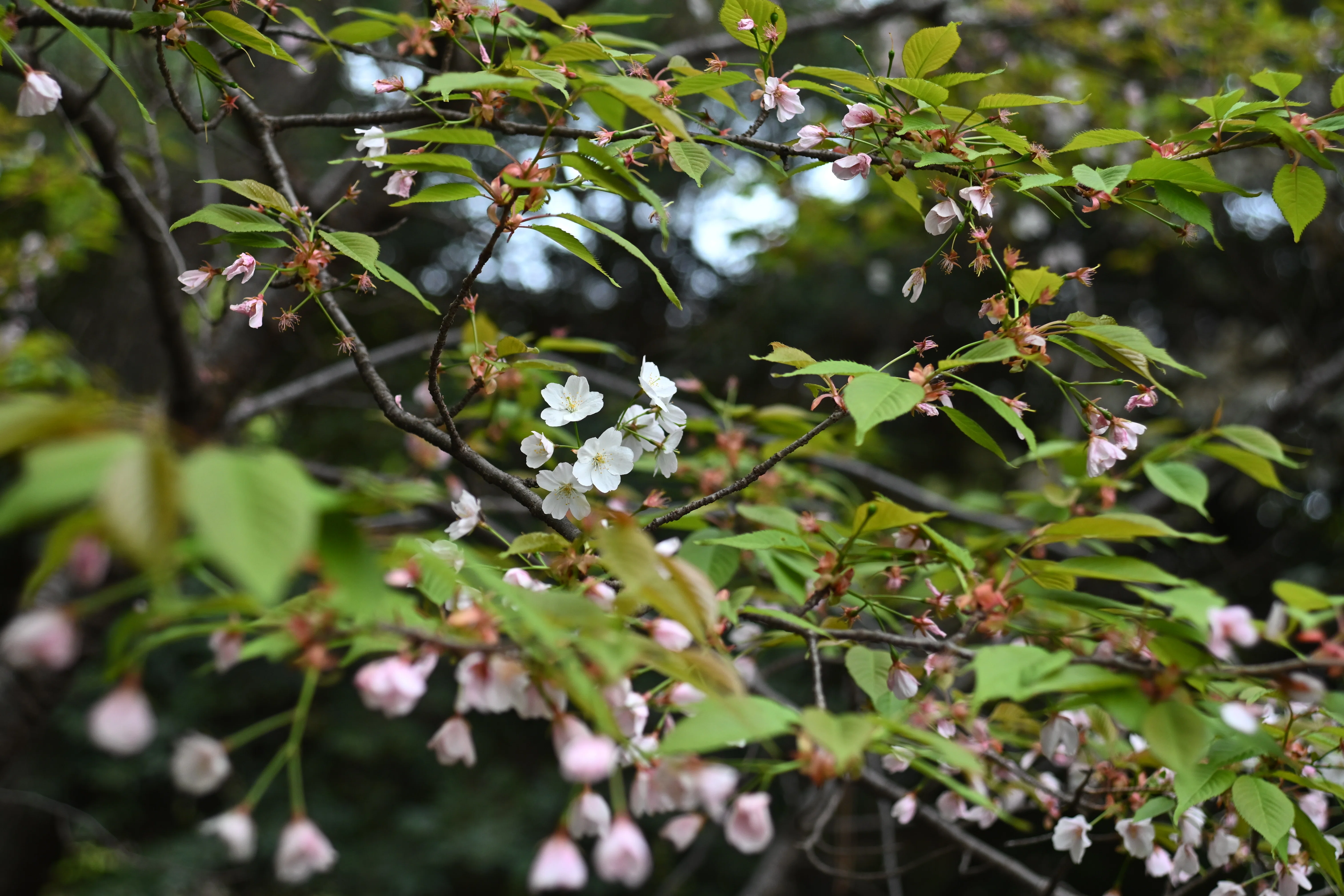 念願の新たな相棒 - Nikon Z5Ⅱ｜Daichi Okamoto