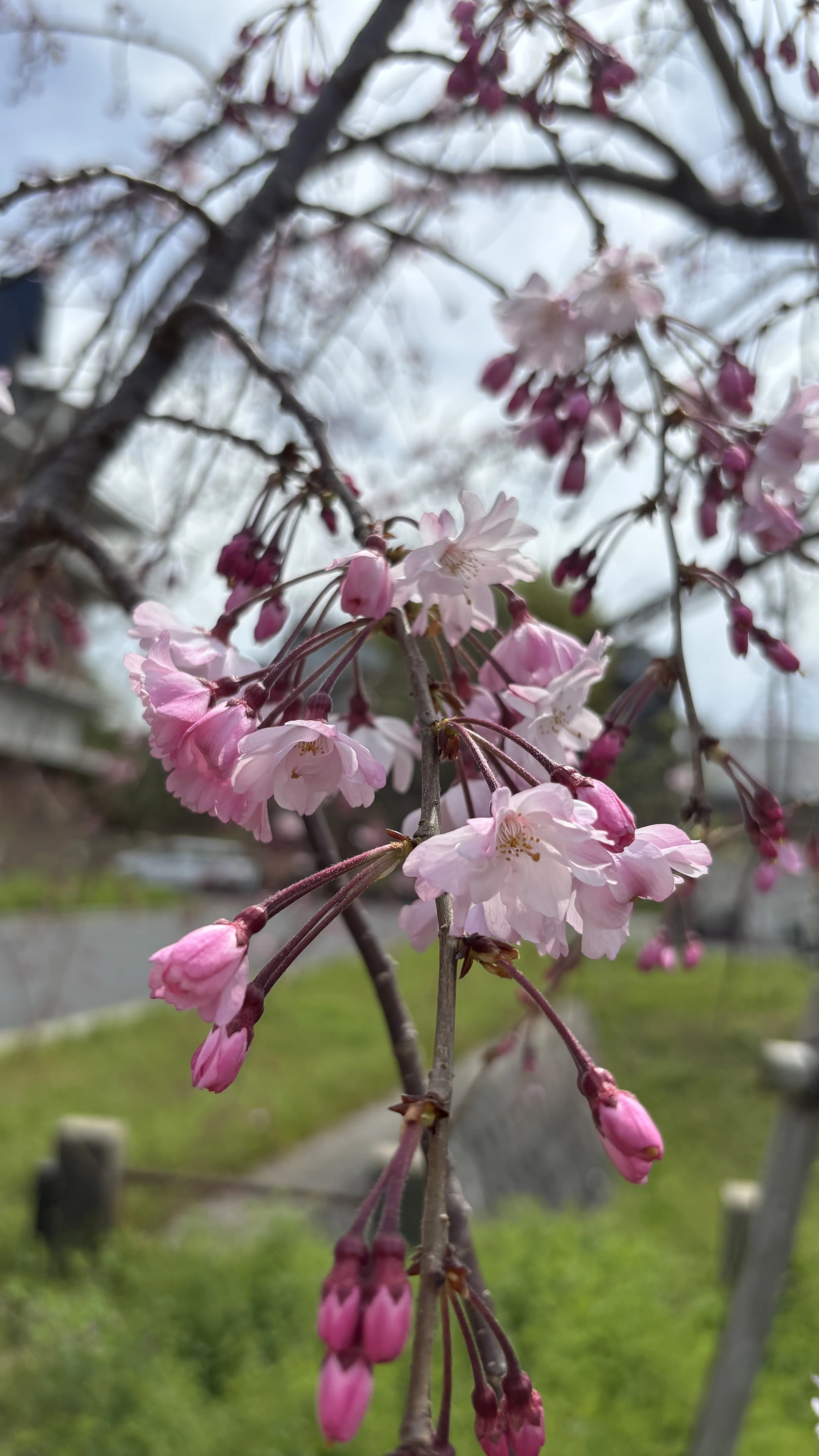お花見にいってきました｜『シン・恋愛学〜本当の自分と出会う100の