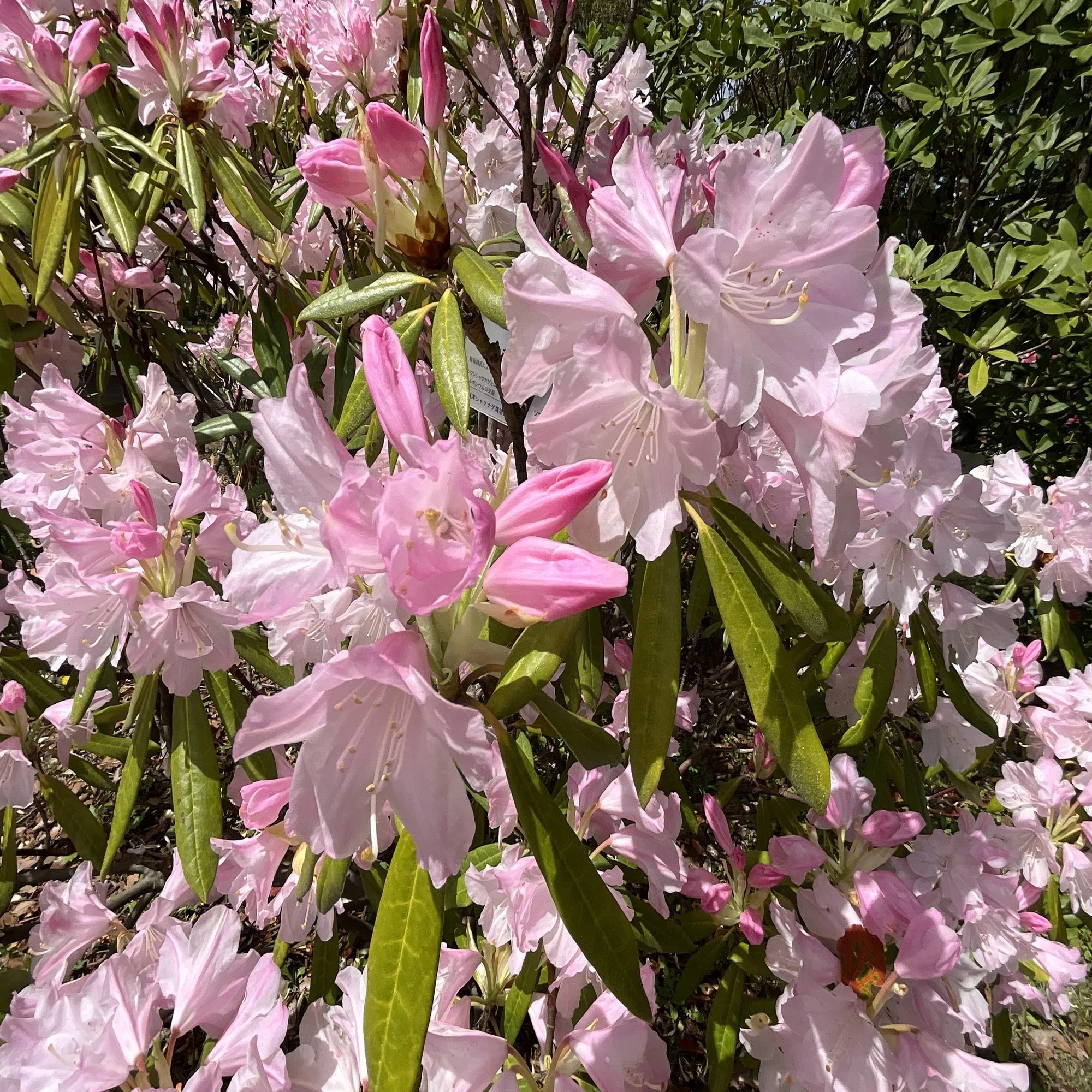 rhododendron yak percy wiseman Percy Wiseman – Singing Tree Gardens Nursery