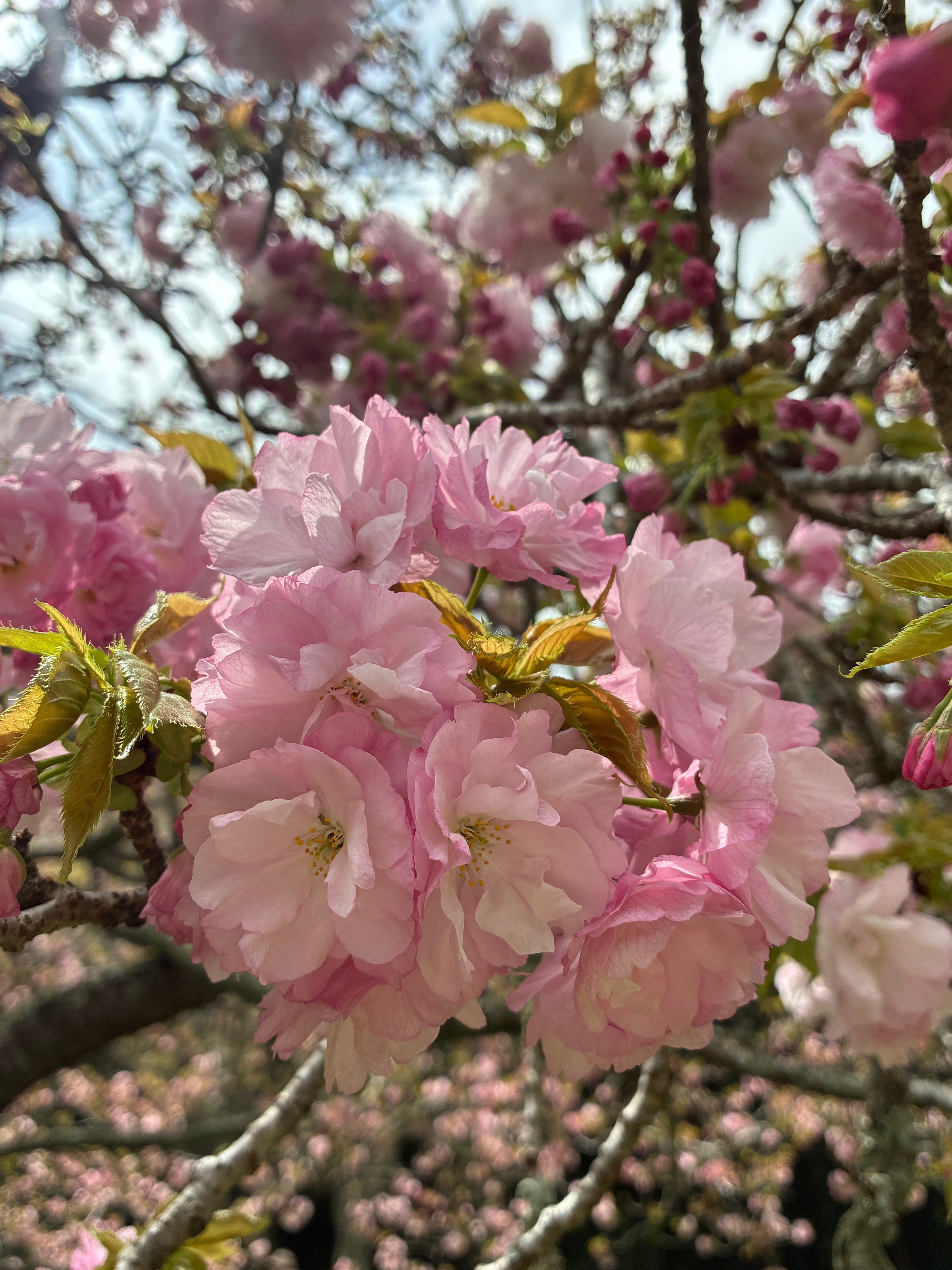 春が駆け抜ける｜暮らしの花研究家
