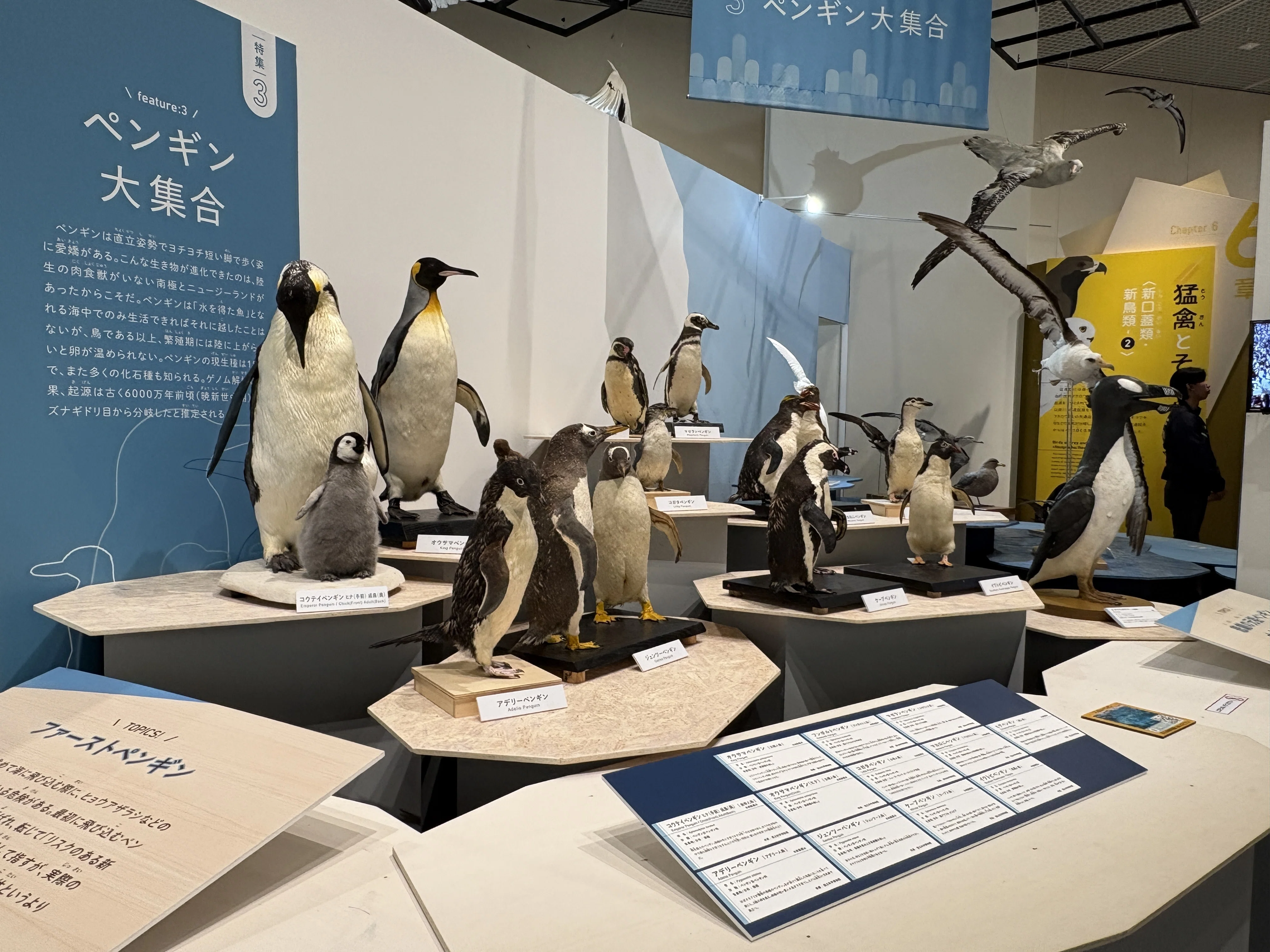 一生分の鳥』に出会う展覧会で見つけた、ペンギンの知られざる過去
