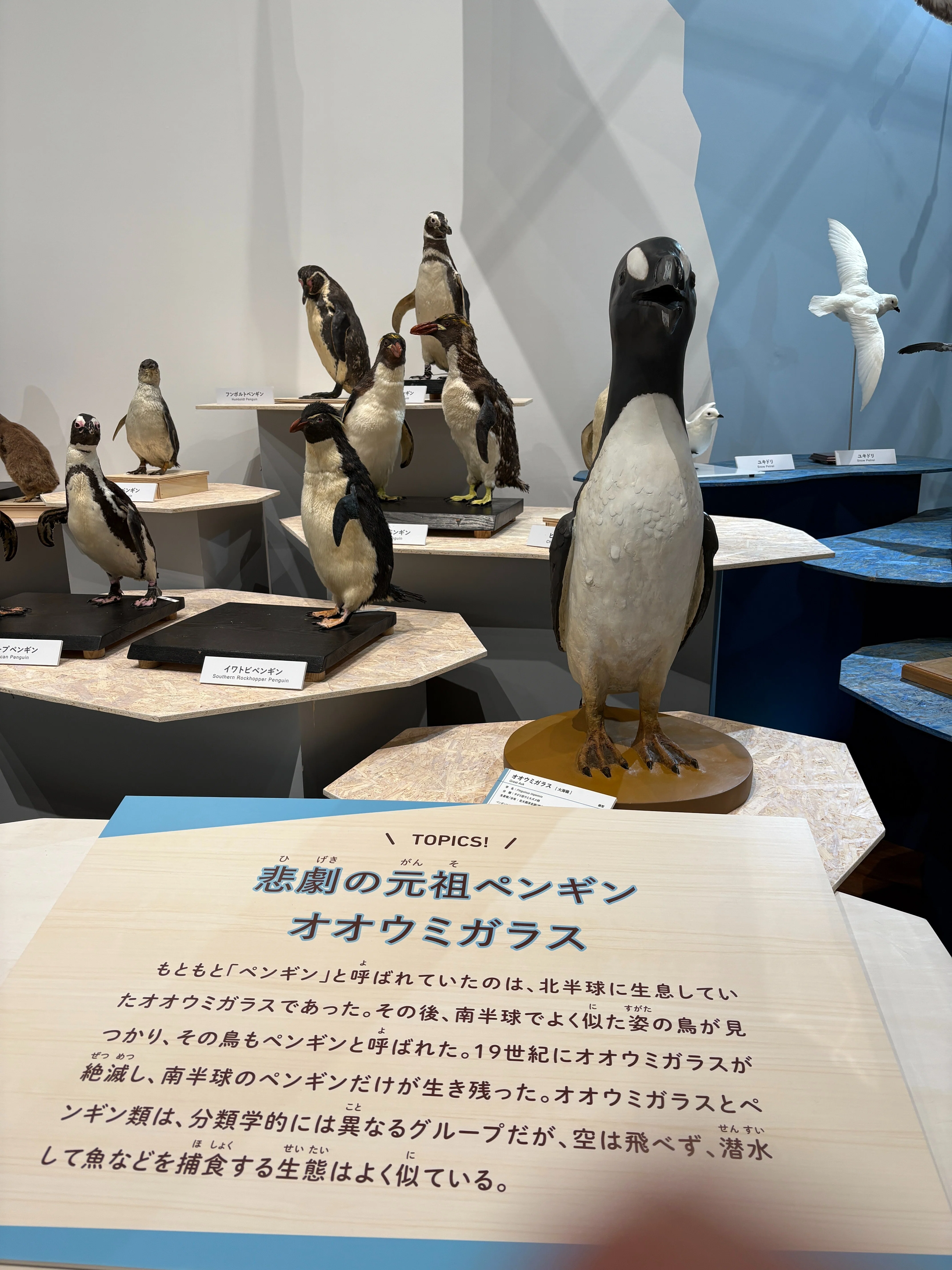一生分の鳥』に出会う展覧会で見つけた、ペンギンの知られざる過去