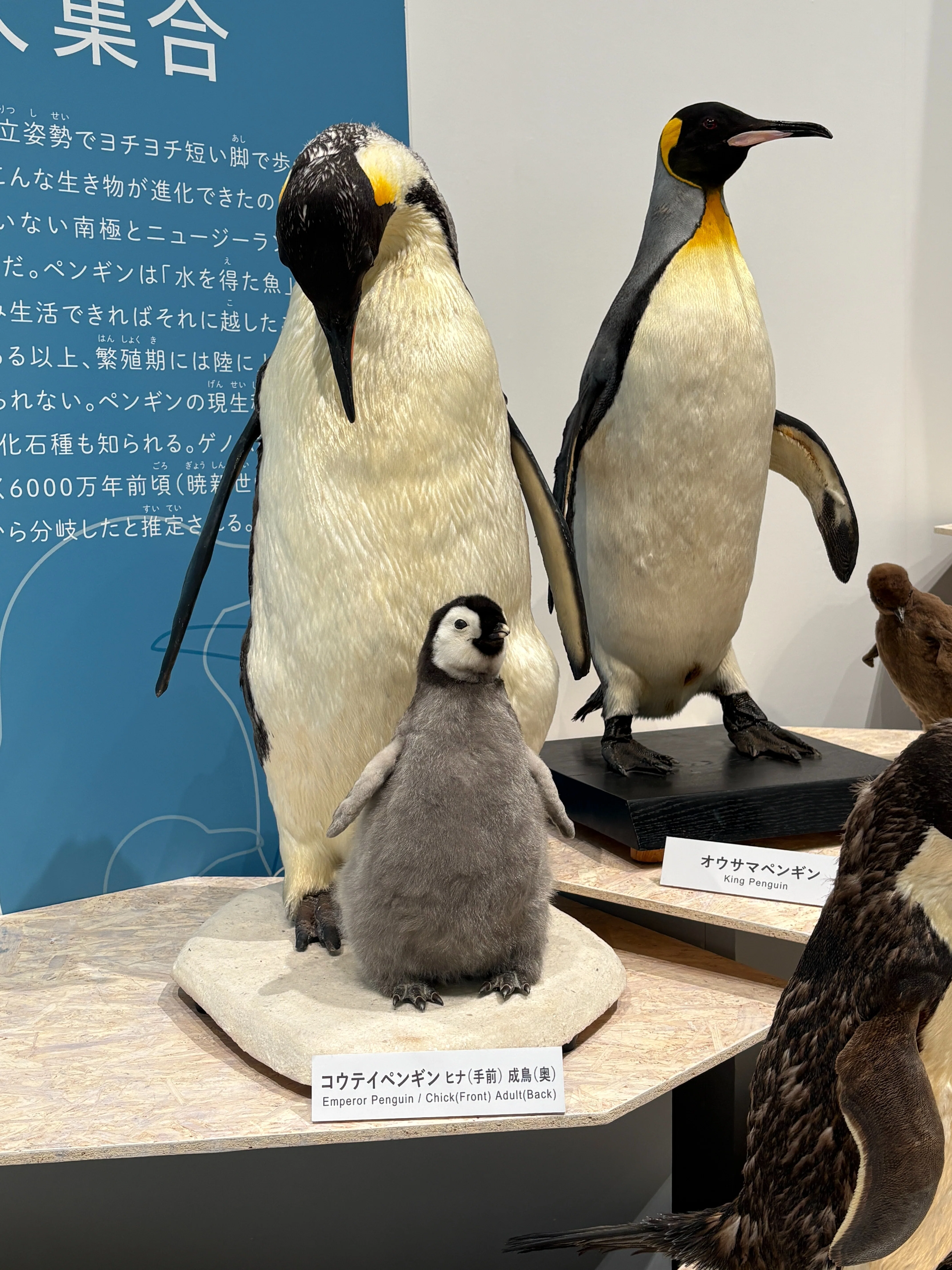 一生分の鳥』に出会う展覧会で見つけた、ペンギンの知られざる過去