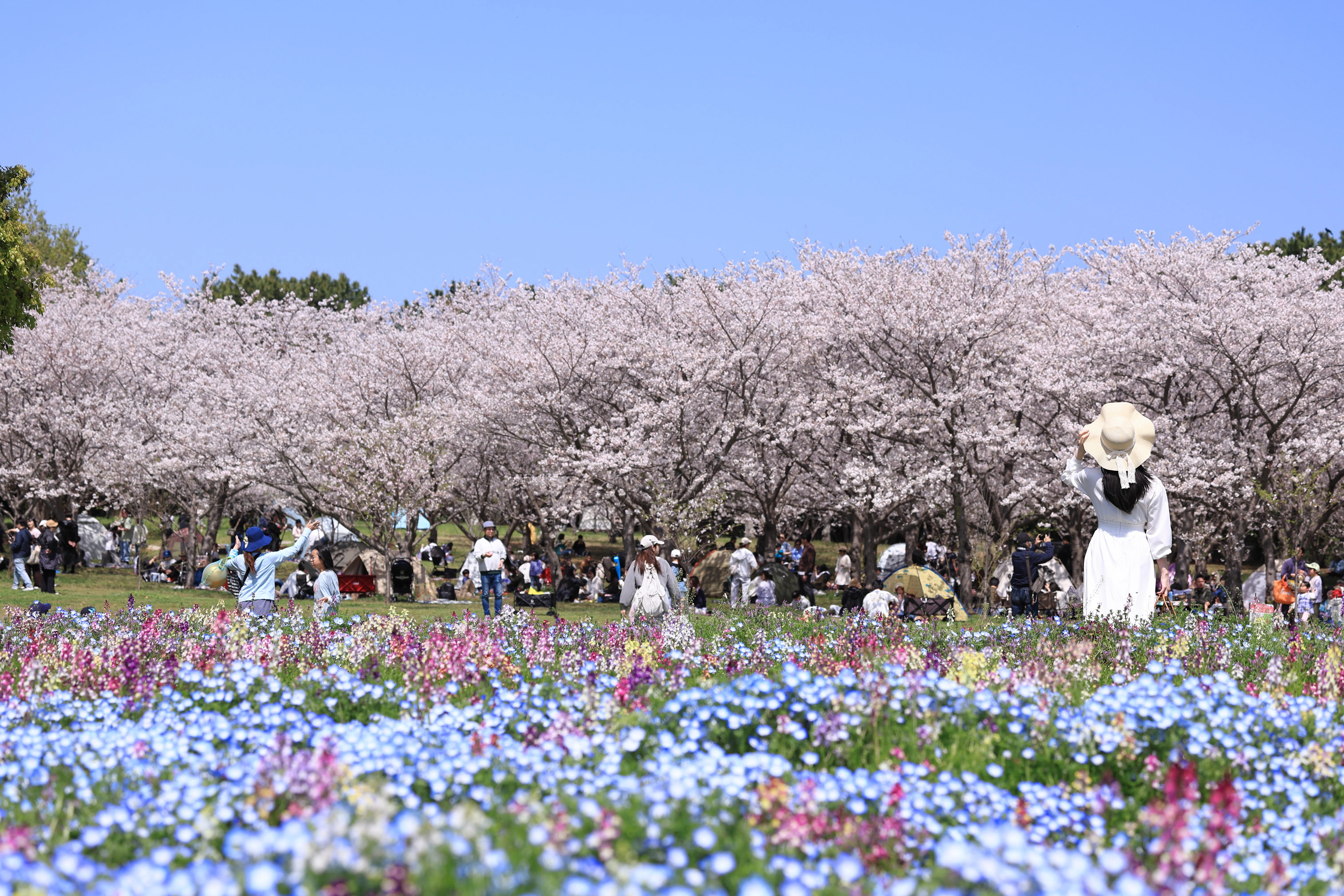 Nemophila ~ Cherry Blossoms 🌸 ~ Spring Flowers｜sama sama