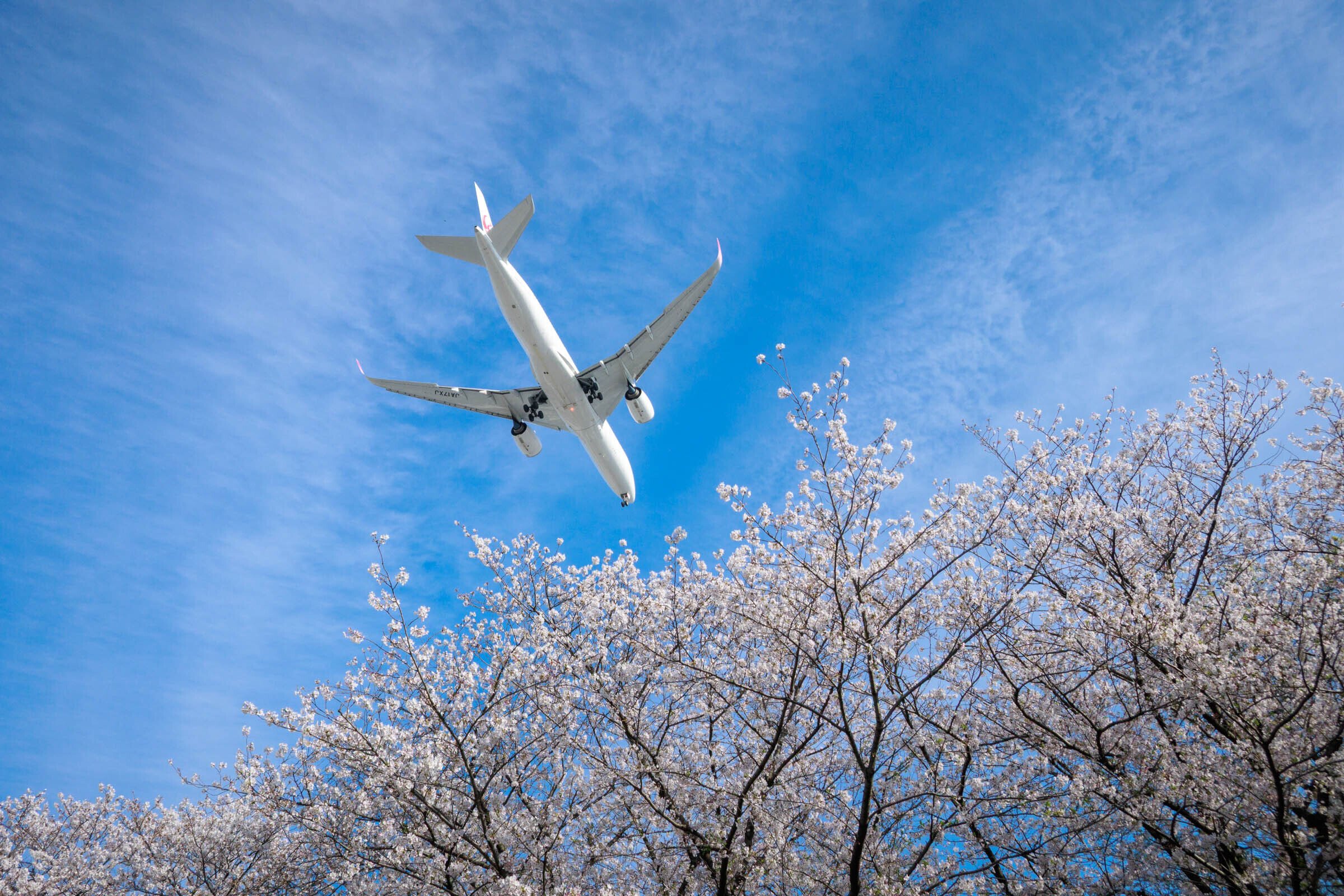 京浜島ふ頭公園で撮影した飛行機と桜の写真１