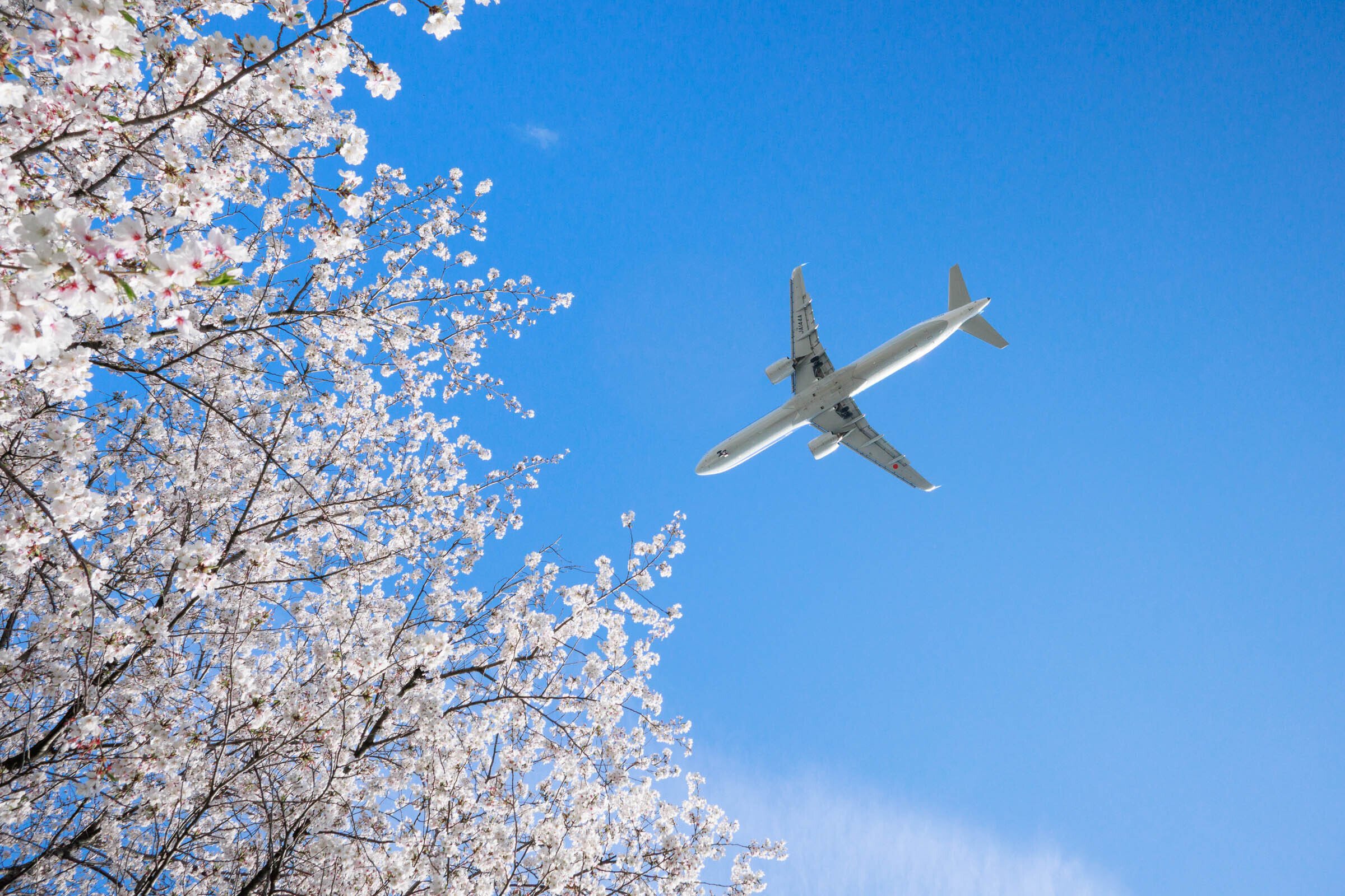 京浜島ふ頭公園で撮影した飛行機と桜の写真2