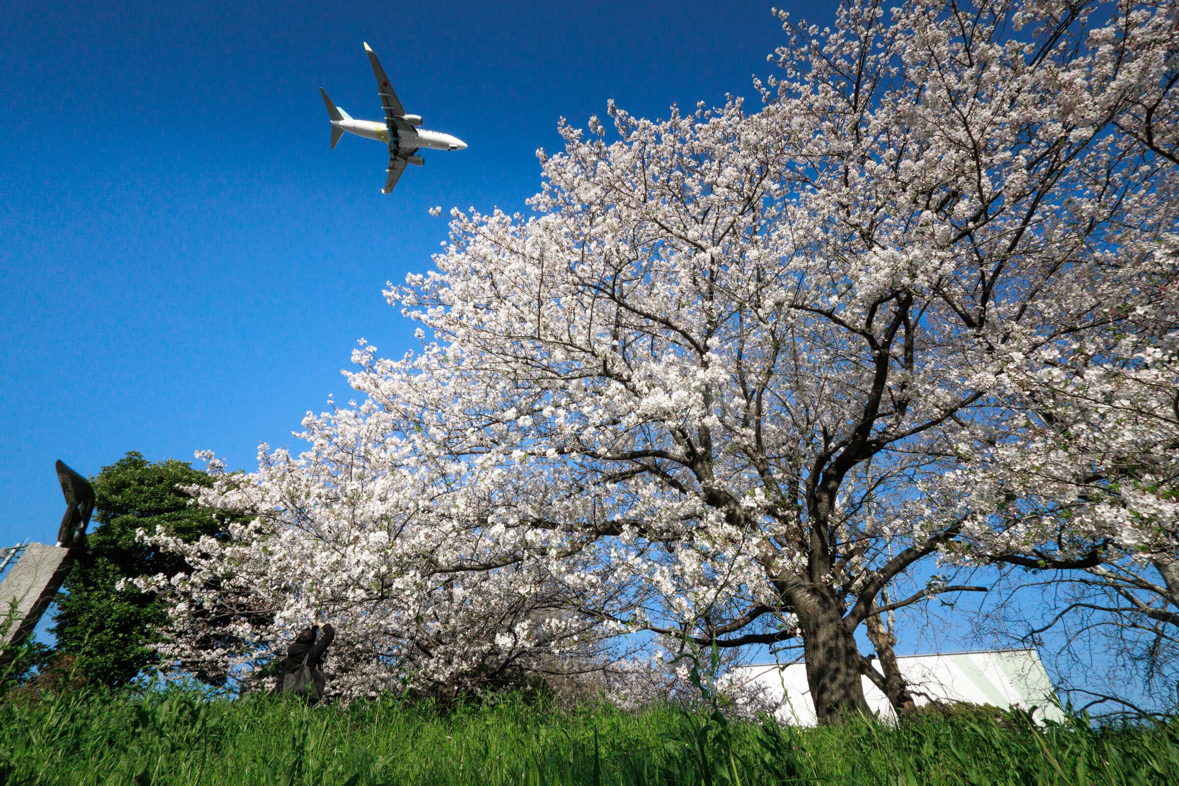 京浜島ふ頭公園で撮影した飛行機と桜の写真3