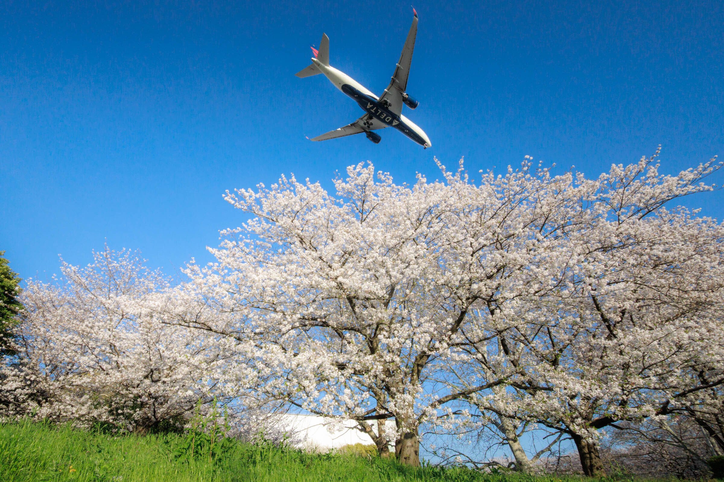 京浜島ふ頭公園で撮影した飛行機と桜の写真4