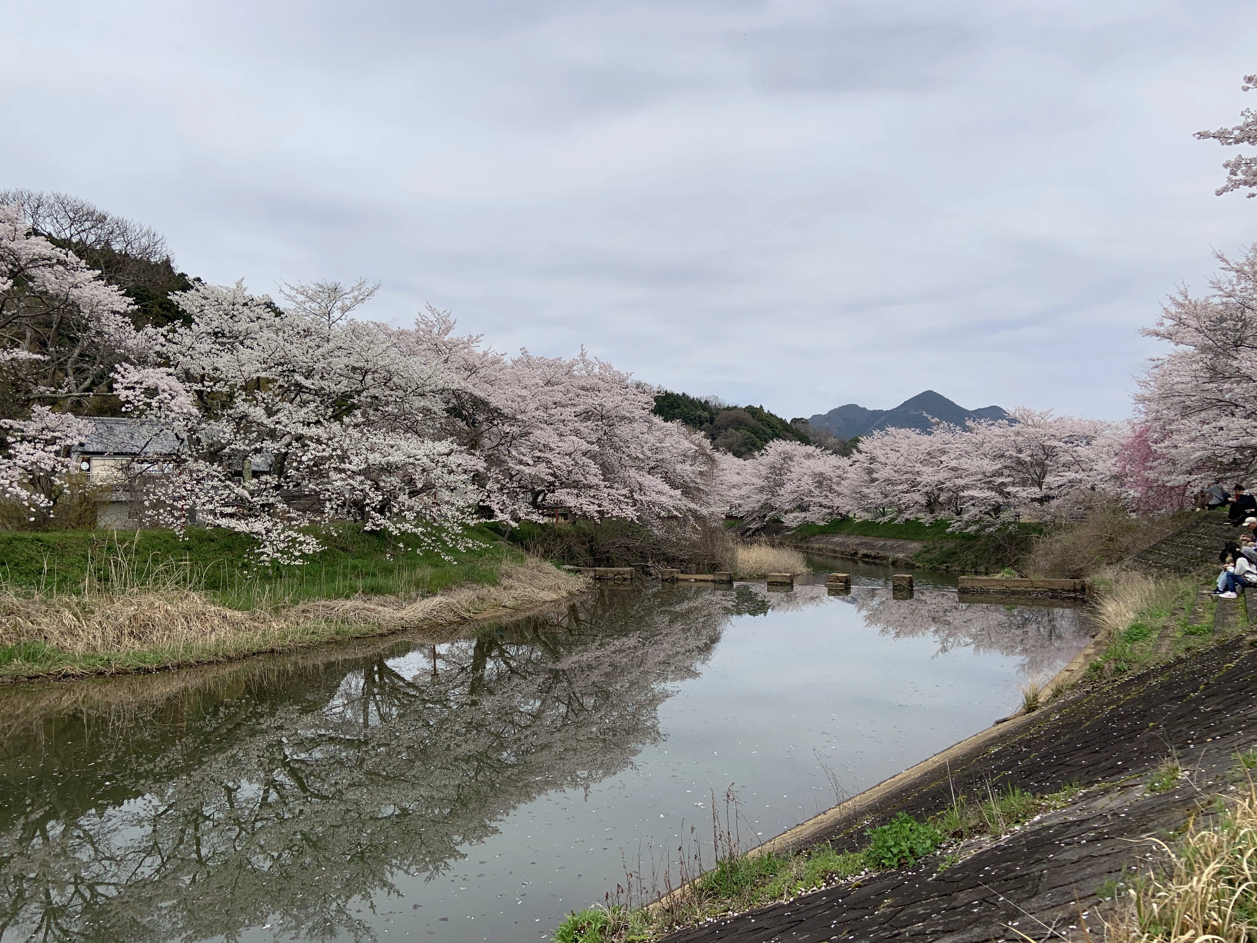 今年見た桜 その1「奈良県宇陀市 宇陀川の桜並木」｜Yukitaka | 旅行