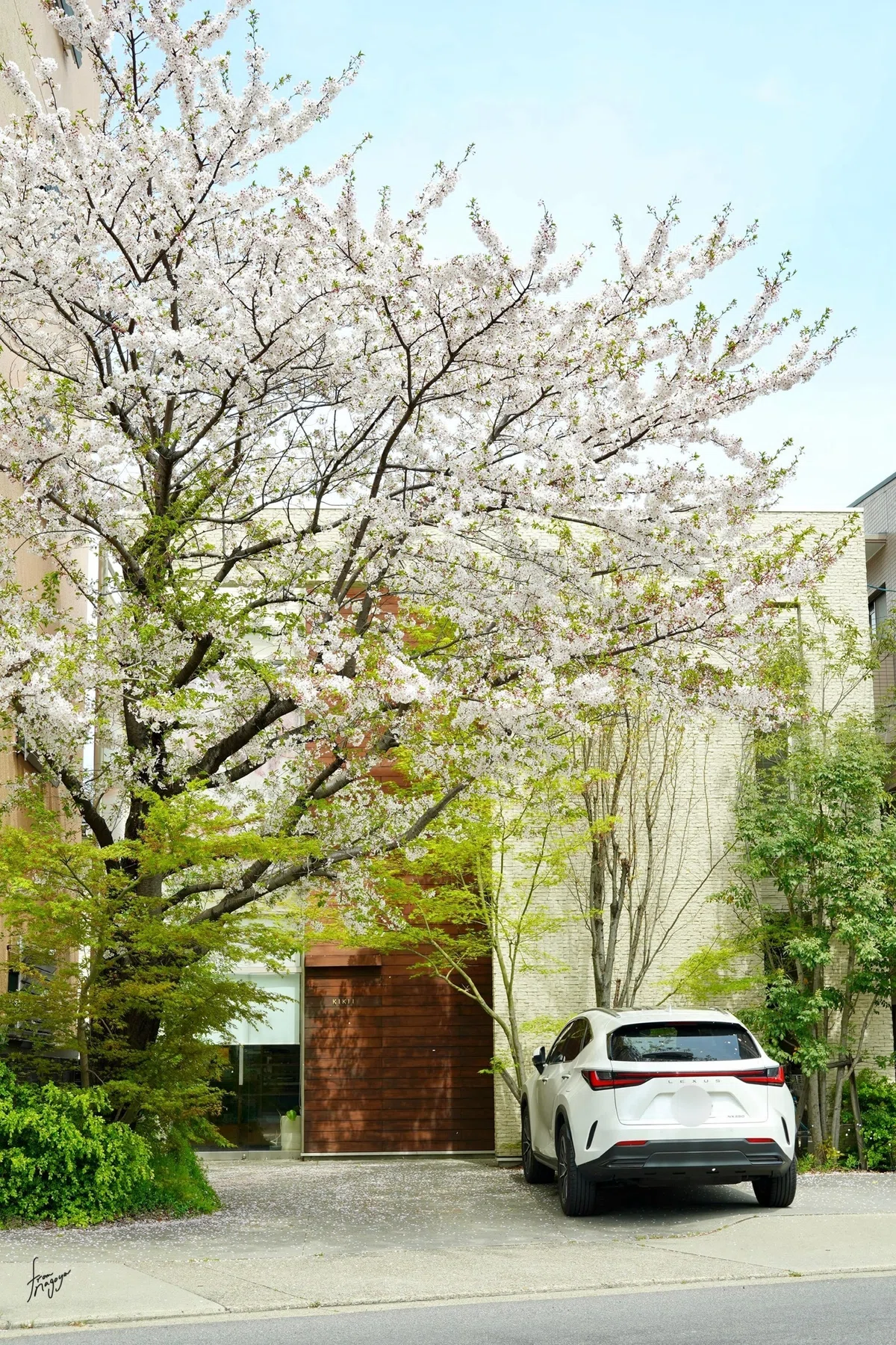 Who Found Spring It's not just about full bloom: The new charm of cherry blossoms I ...