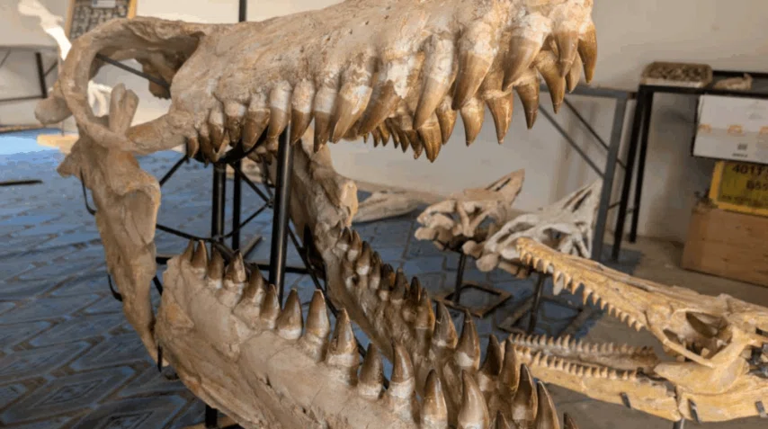 15.モササウルス類 プログナトドン｜【恐竜の化石専門ショップ