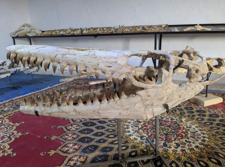 15.モササウルス類 プログナトドン｜【恐竜の化石専門ショップ