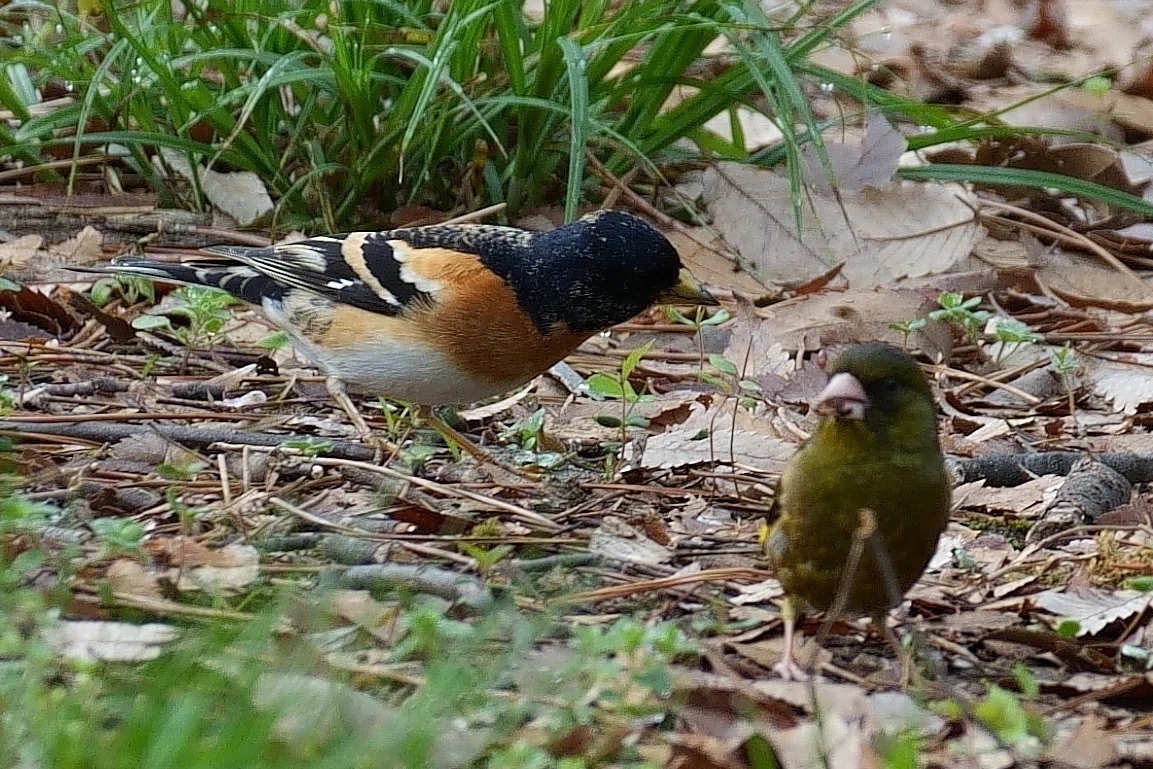 野鳥観察シリーズⅡ⑨]京都御苑で探鳥＆京都府立植物園で花観察