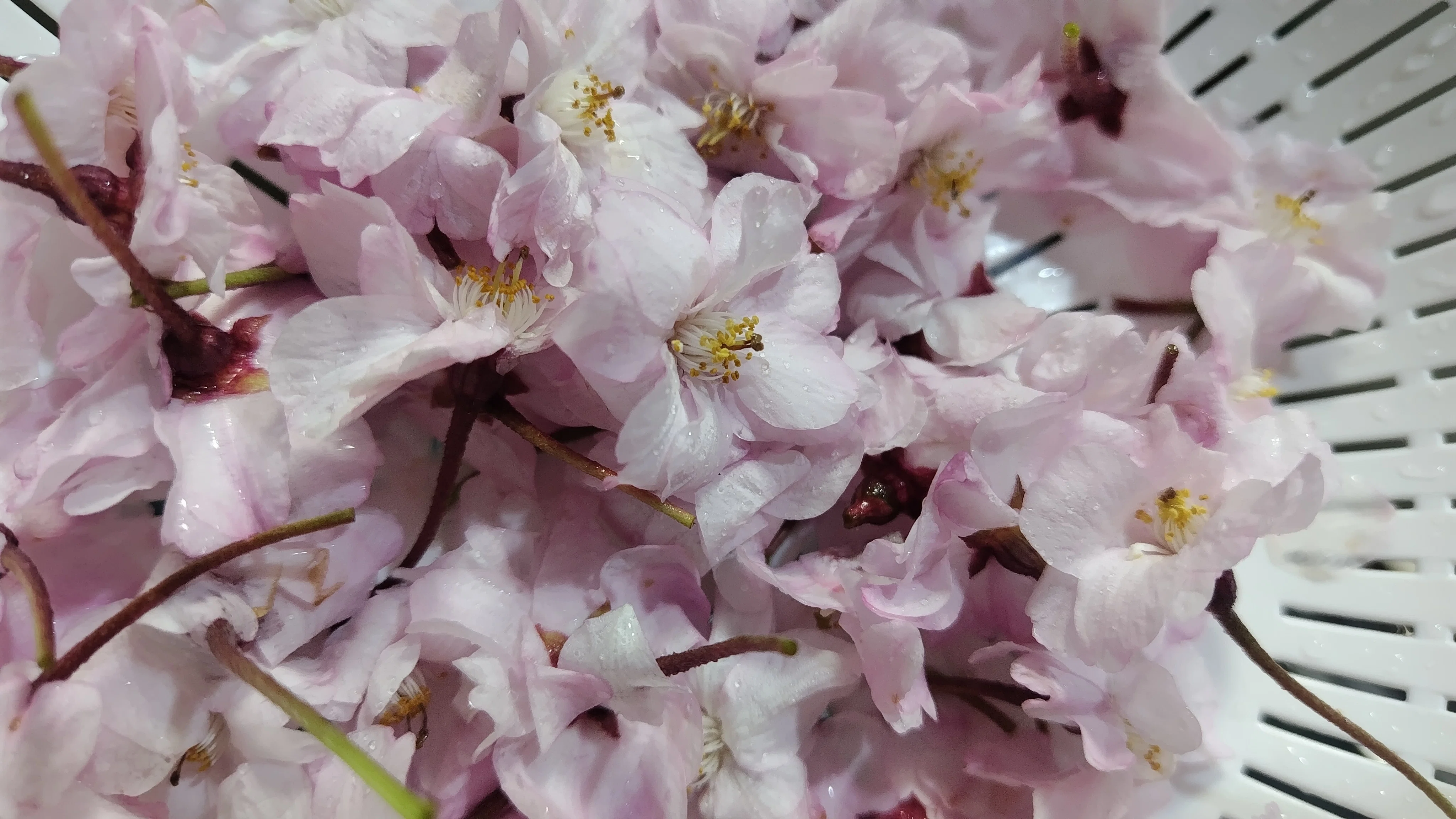 桜散る うつむいてるくらいがちょうどいい 地面に咲いてる｜ミ～ア