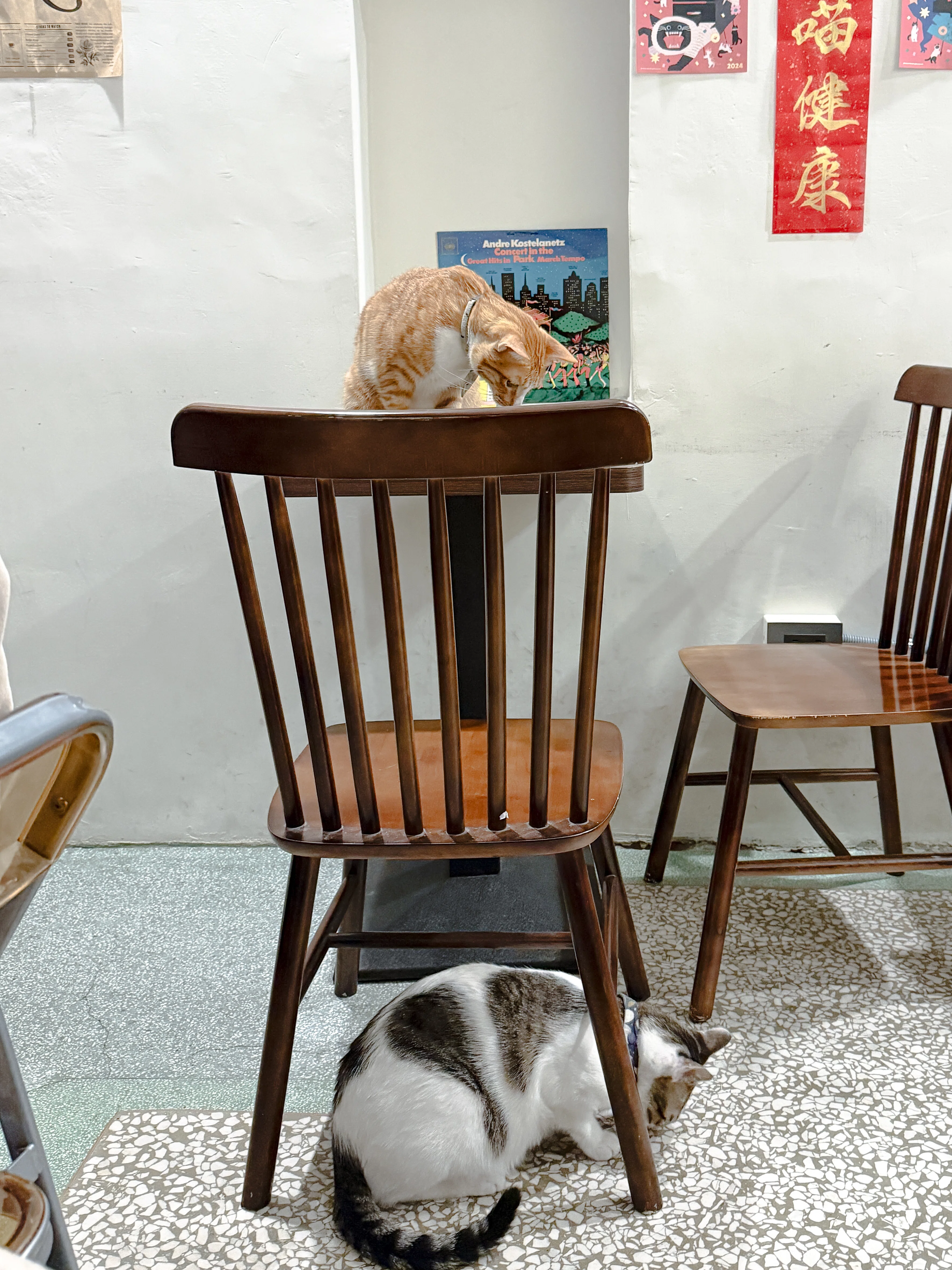 66【Cafe探訪】深夜、3匹の猫と珈琲に癒される｜厝内tshù-lāi（高雄