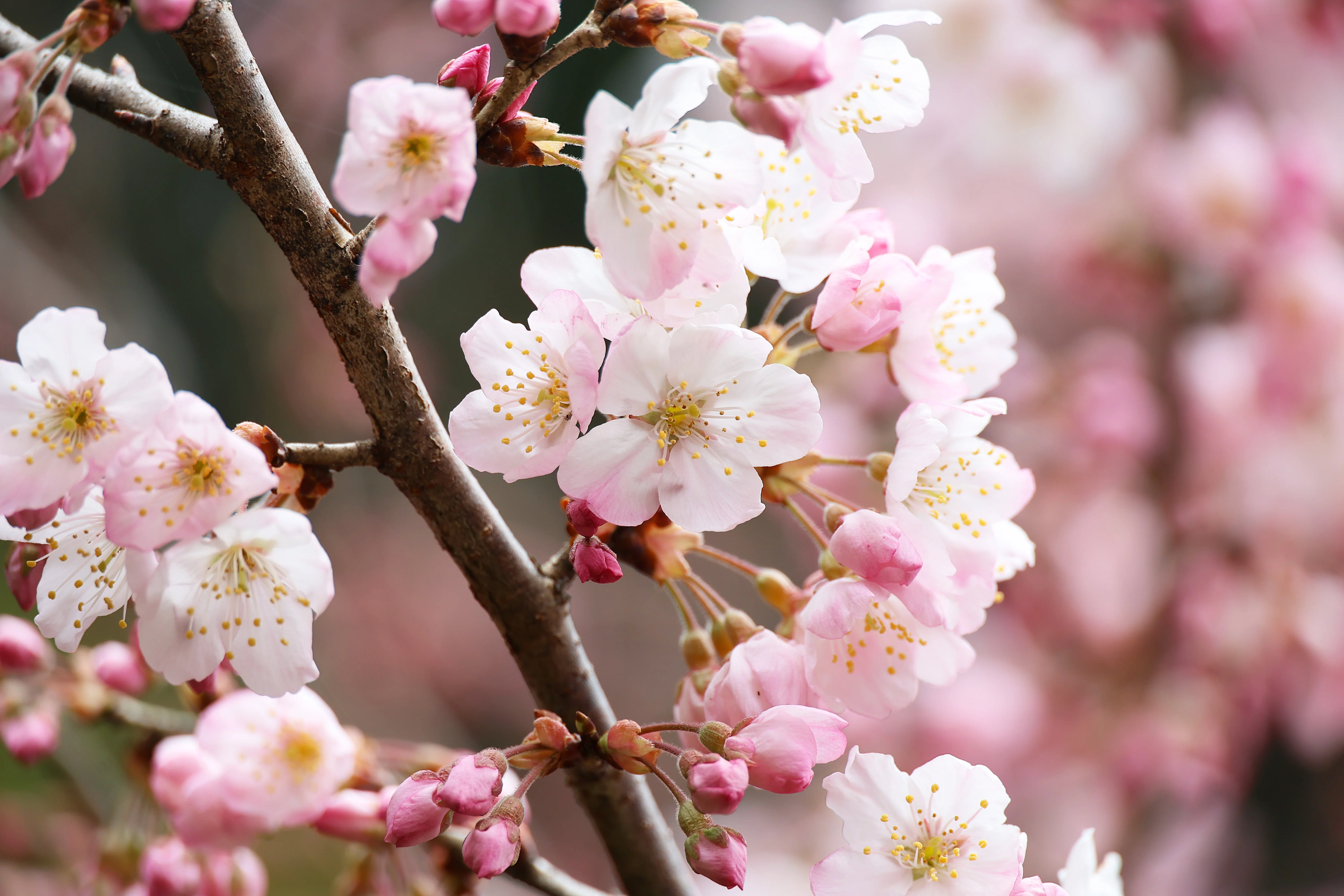 今年最後の！河津桜,菜の花,メジロ(写真)2026年3月13日 松田山｜Peter