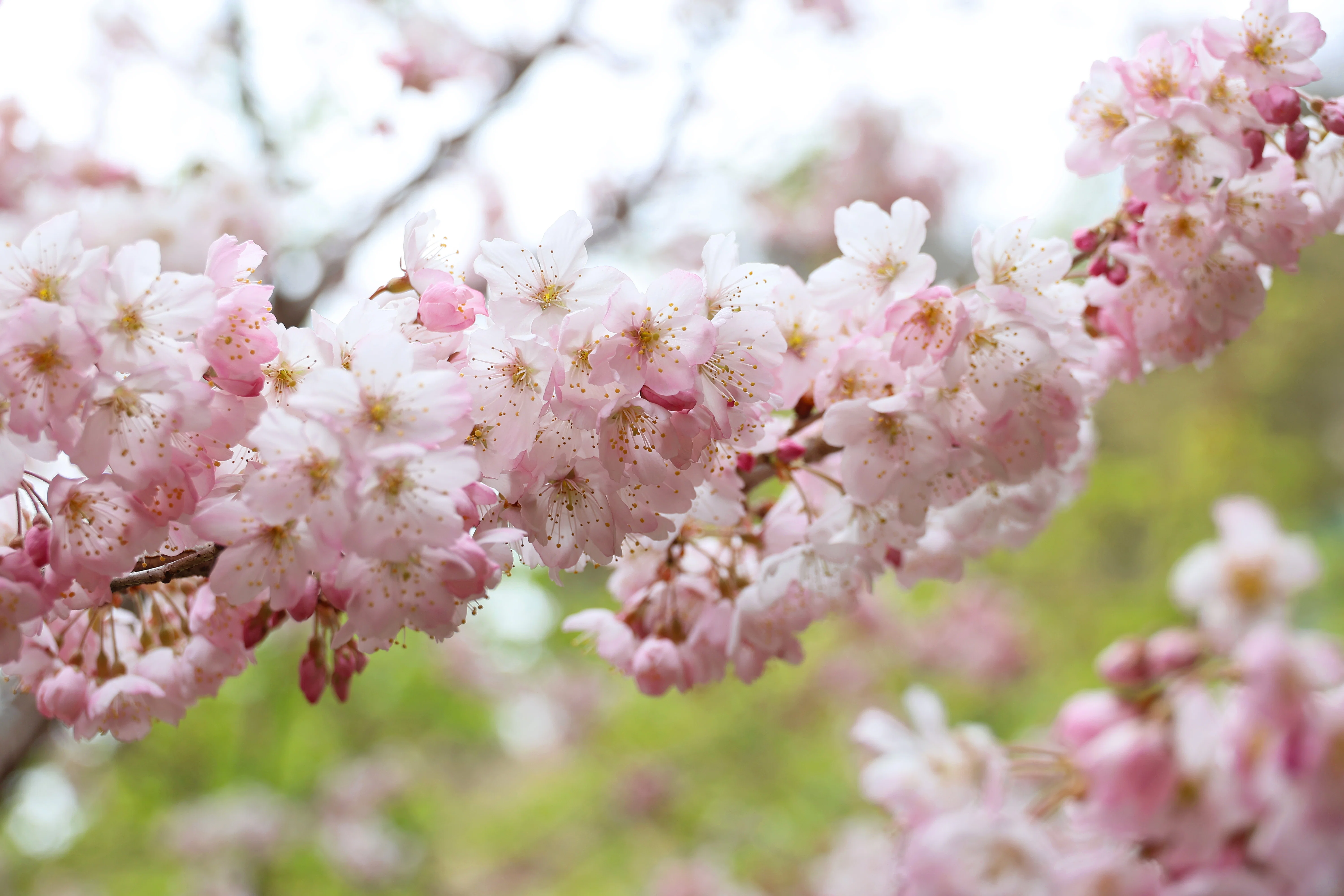 今年最後の！河津桜,菜の花,メジロ(写真)2026年3月13日 松田山｜Peter