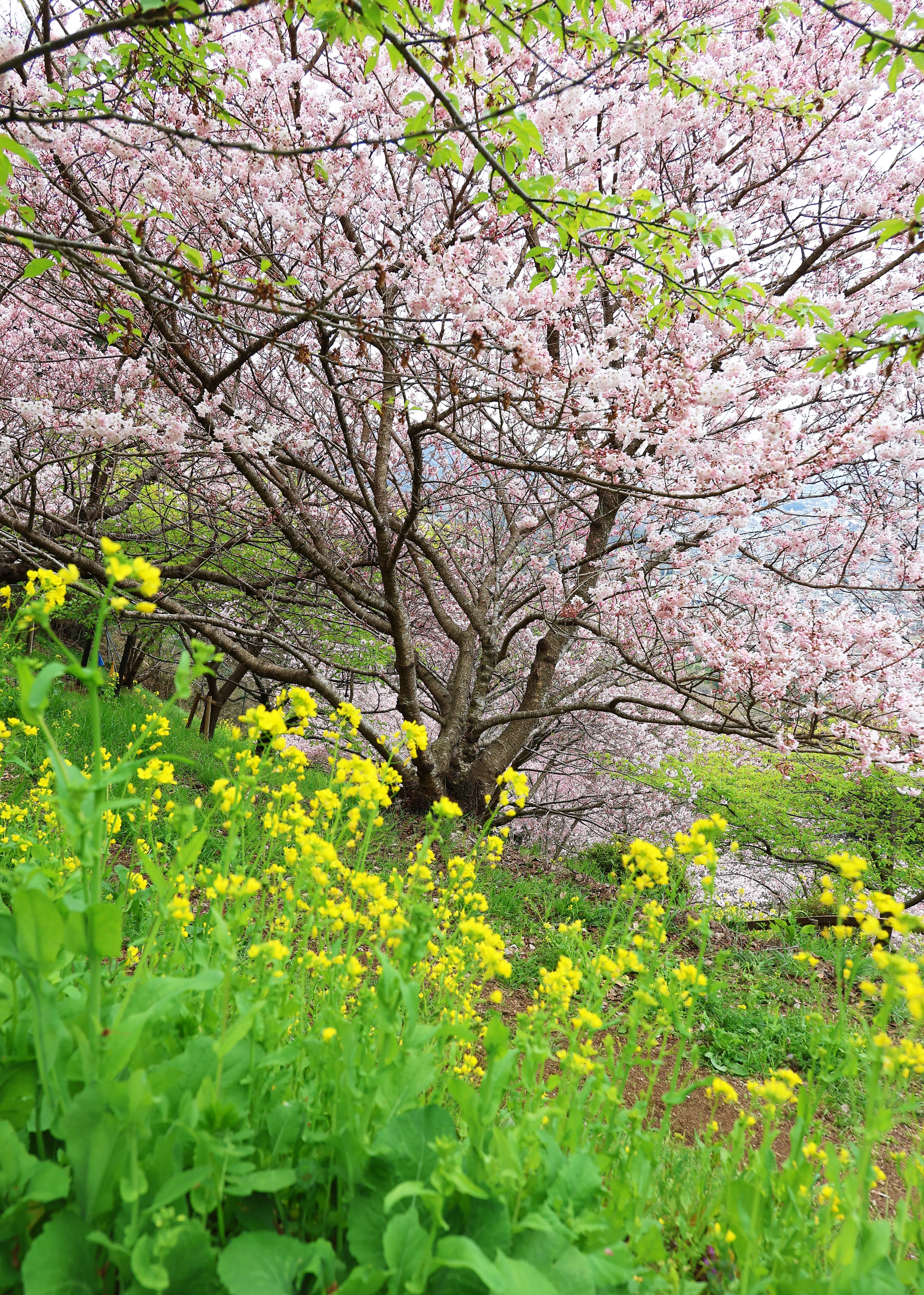 今年最後の！河津桜,菜の花,メジロ(写真)2026年3月13日 松田山｜Peter