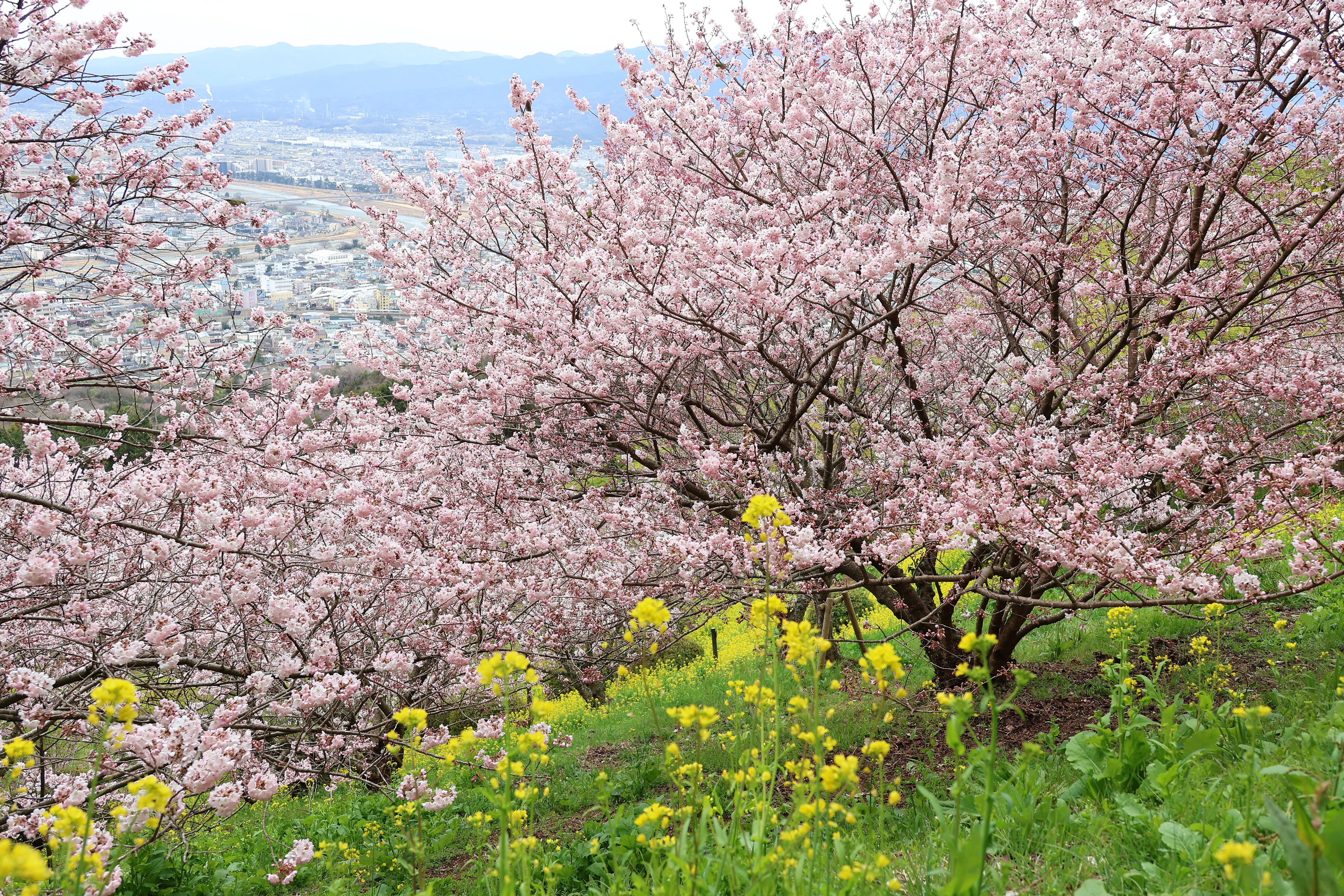 今年最後の！河津桜,菜の花,メジロ(写真)2026年3月13日 松田山｜Peter
