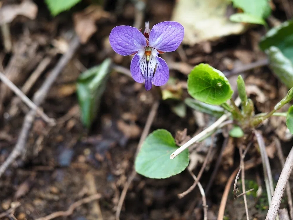 2026年4月 弥彦山の花(ユキワリソウ、コシノコバイモなど)｜栗コロッケ