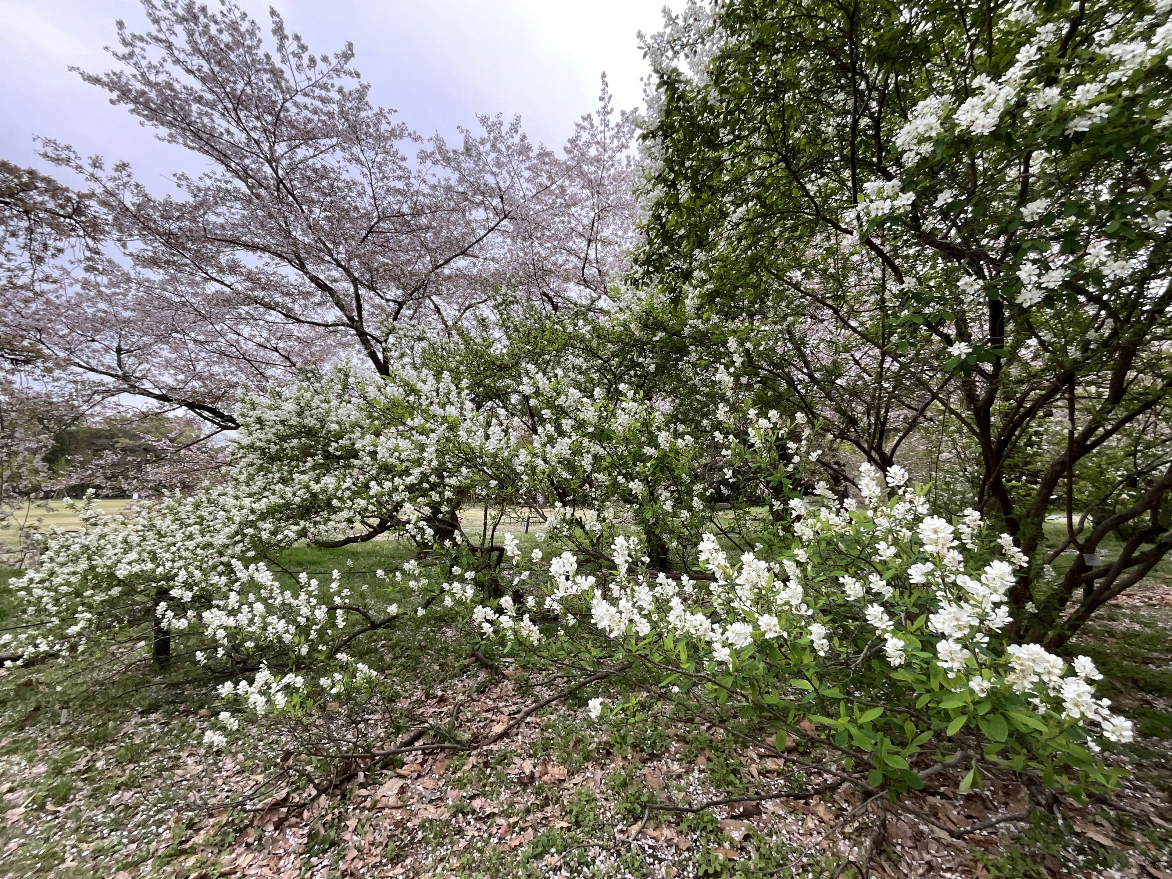 リキュウバイが咲き始める（京都府立植物園）：2026年3月28日（土