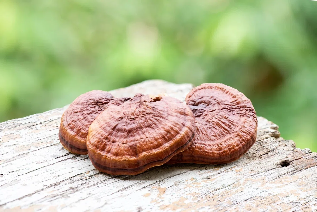 霊芝とは何か?初心者向けにわかりやすく解説|REISHI Lab.