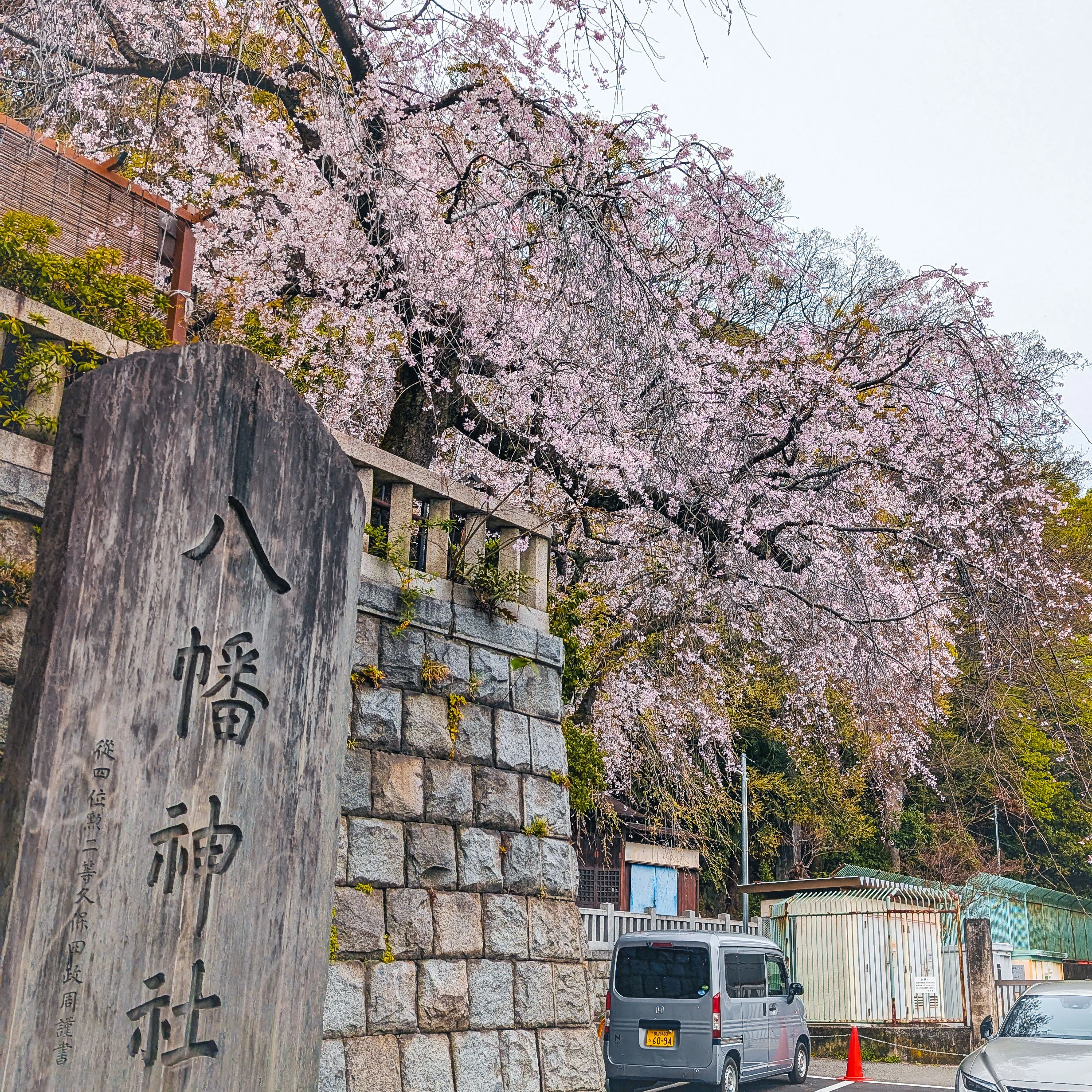 ホトカミ9周年オフ会レポート】桜満開の根岸八幡神社（神奈川県横浜市