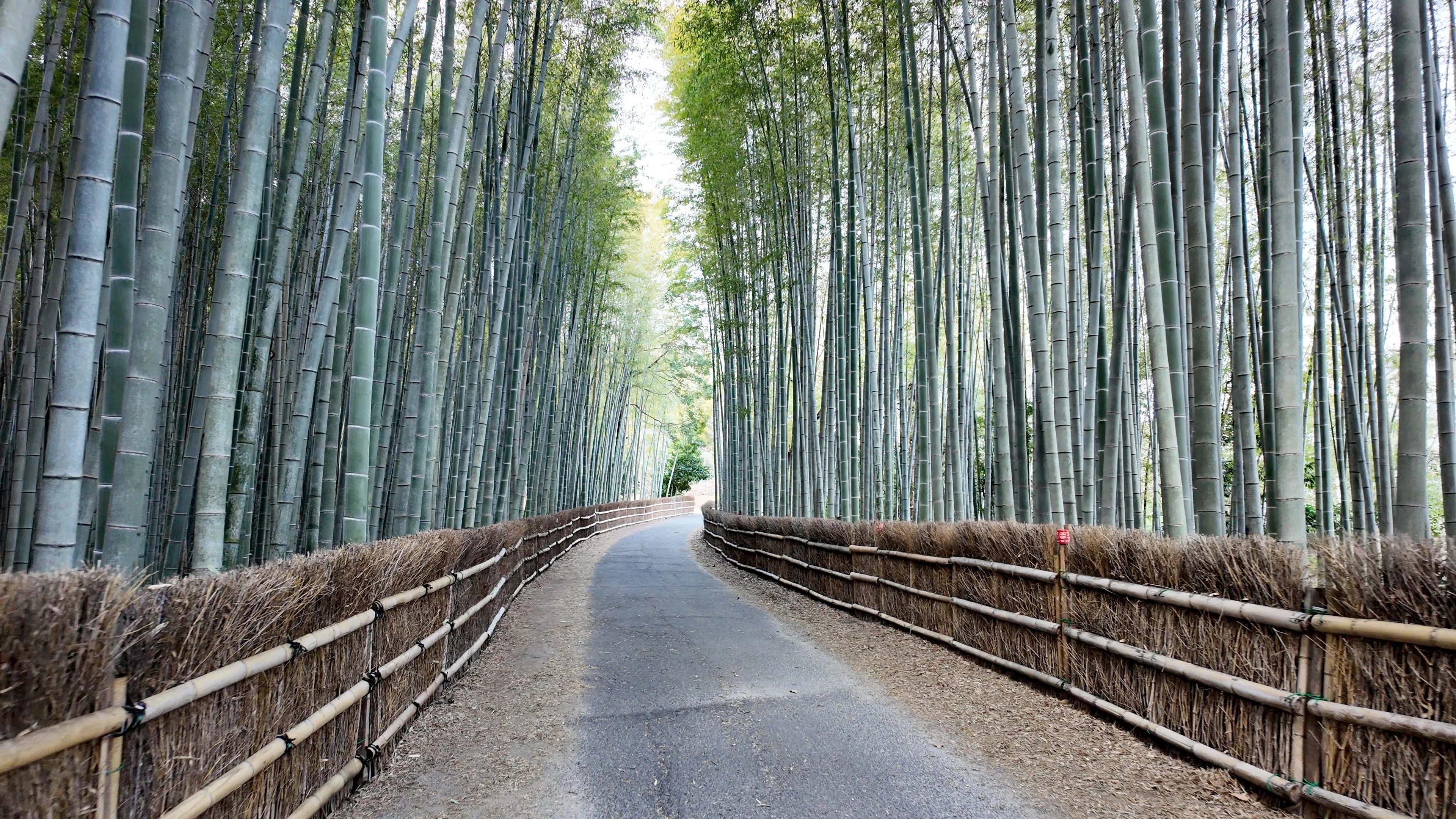 ベティさんの家旭公園】竹林、池、とろけ石 — 要素が多すぎる知多市の