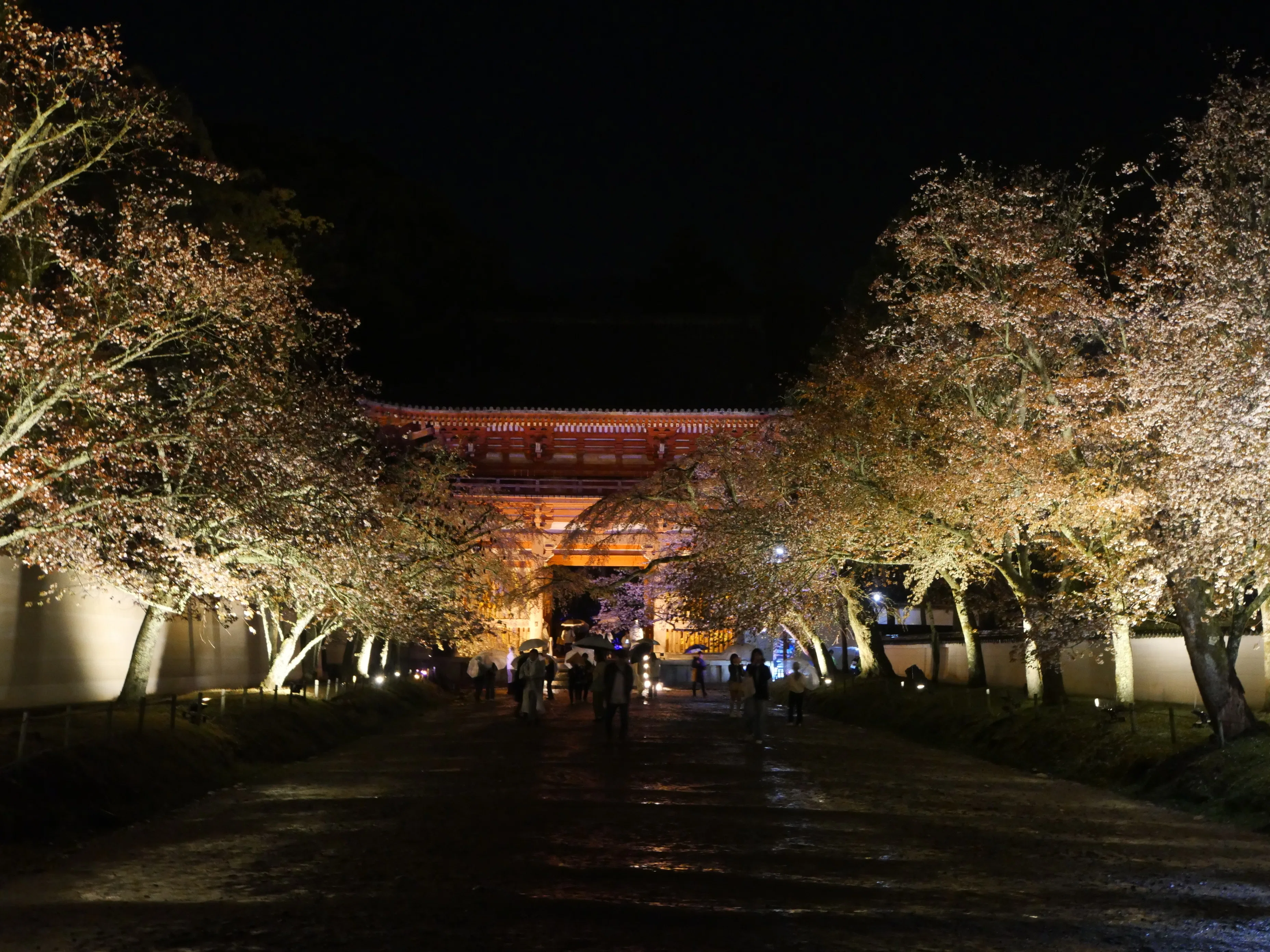 旅日記】京都の桜を見に行く(2) 妙心寺・仁和寺・醍醐寺｜推し旅トラベラー