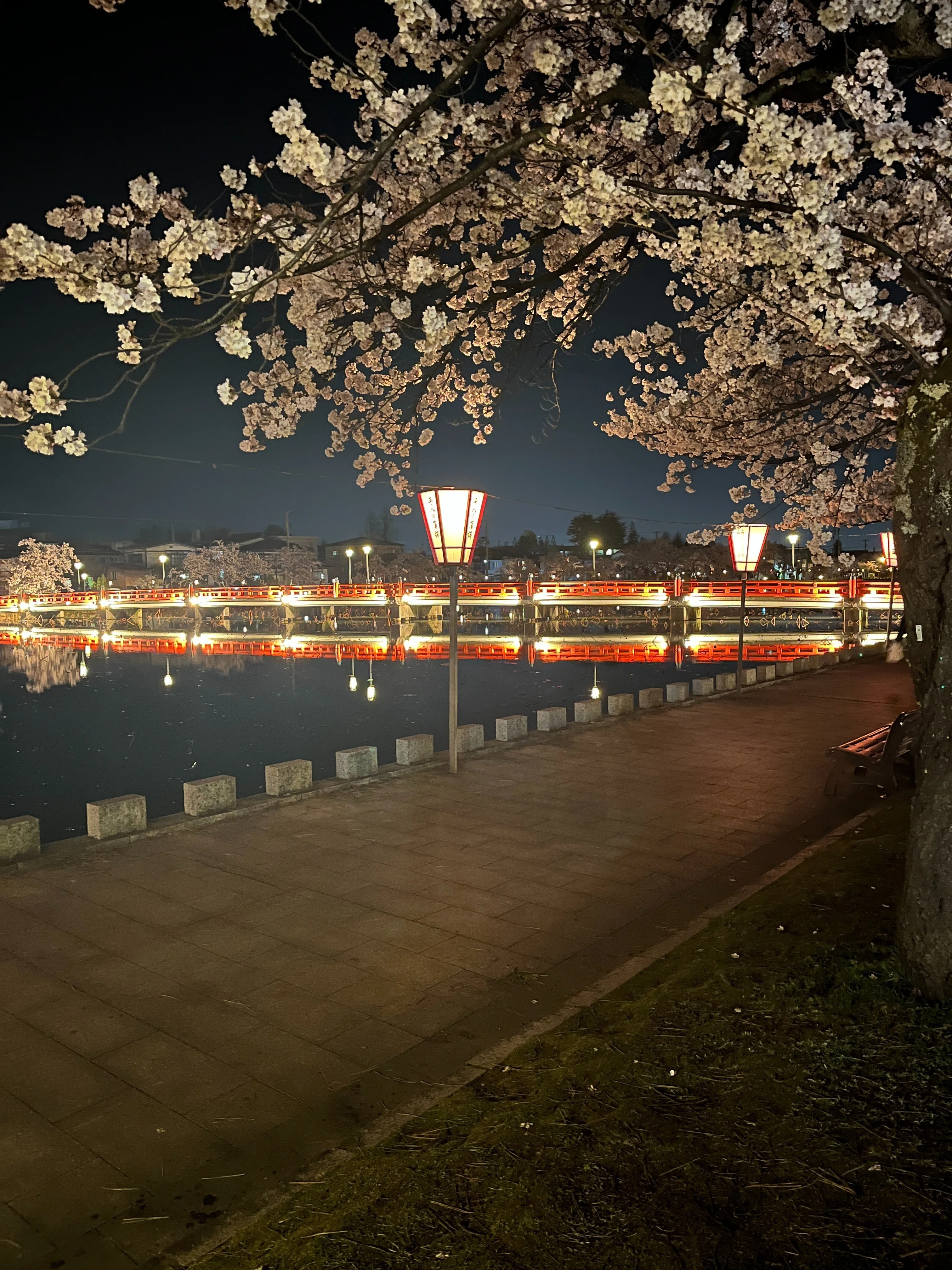 高田城址公園の夜桜へ｜うるふる