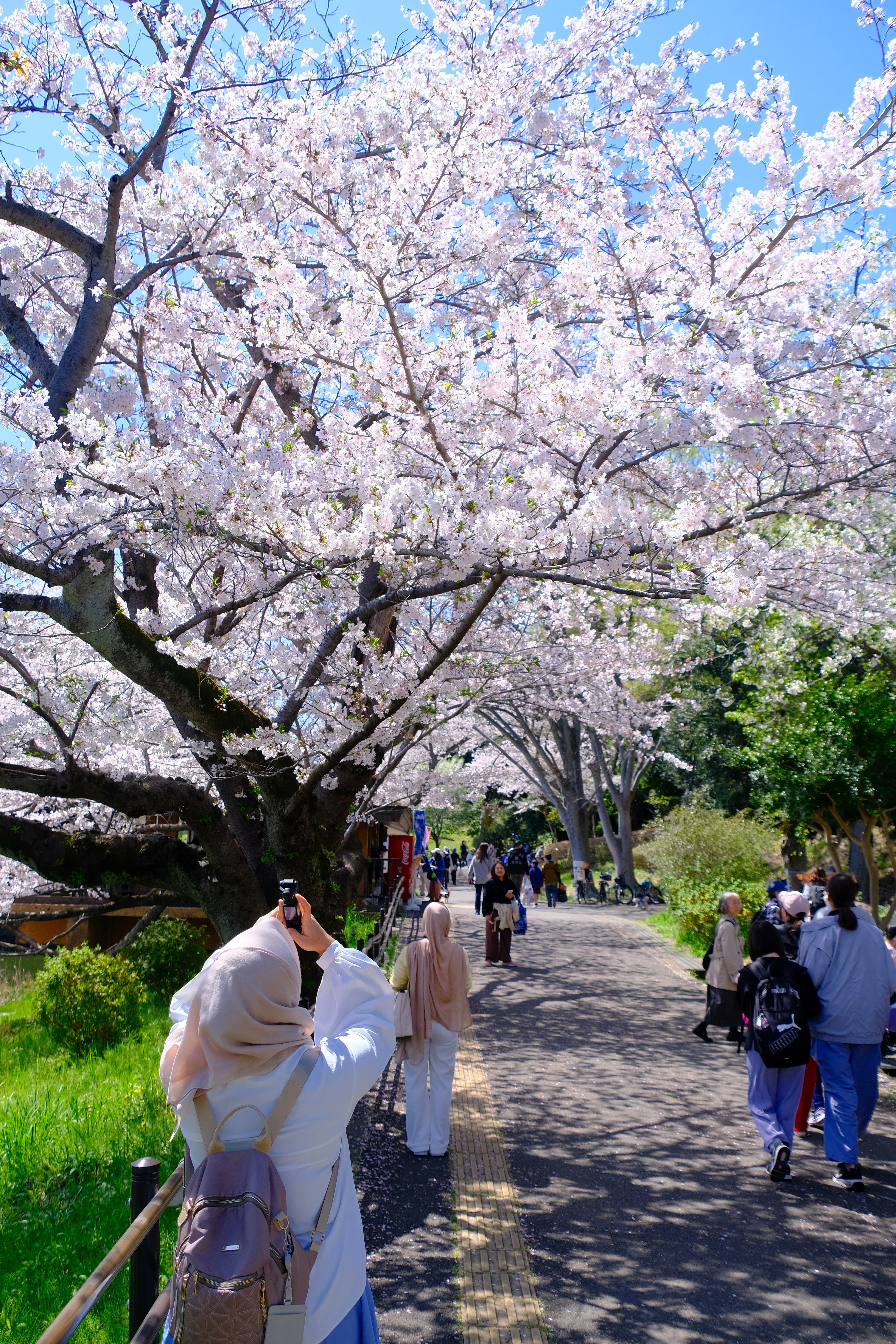 桜で人気の神奈川県立三ツ池公園へ｜Heira.K
