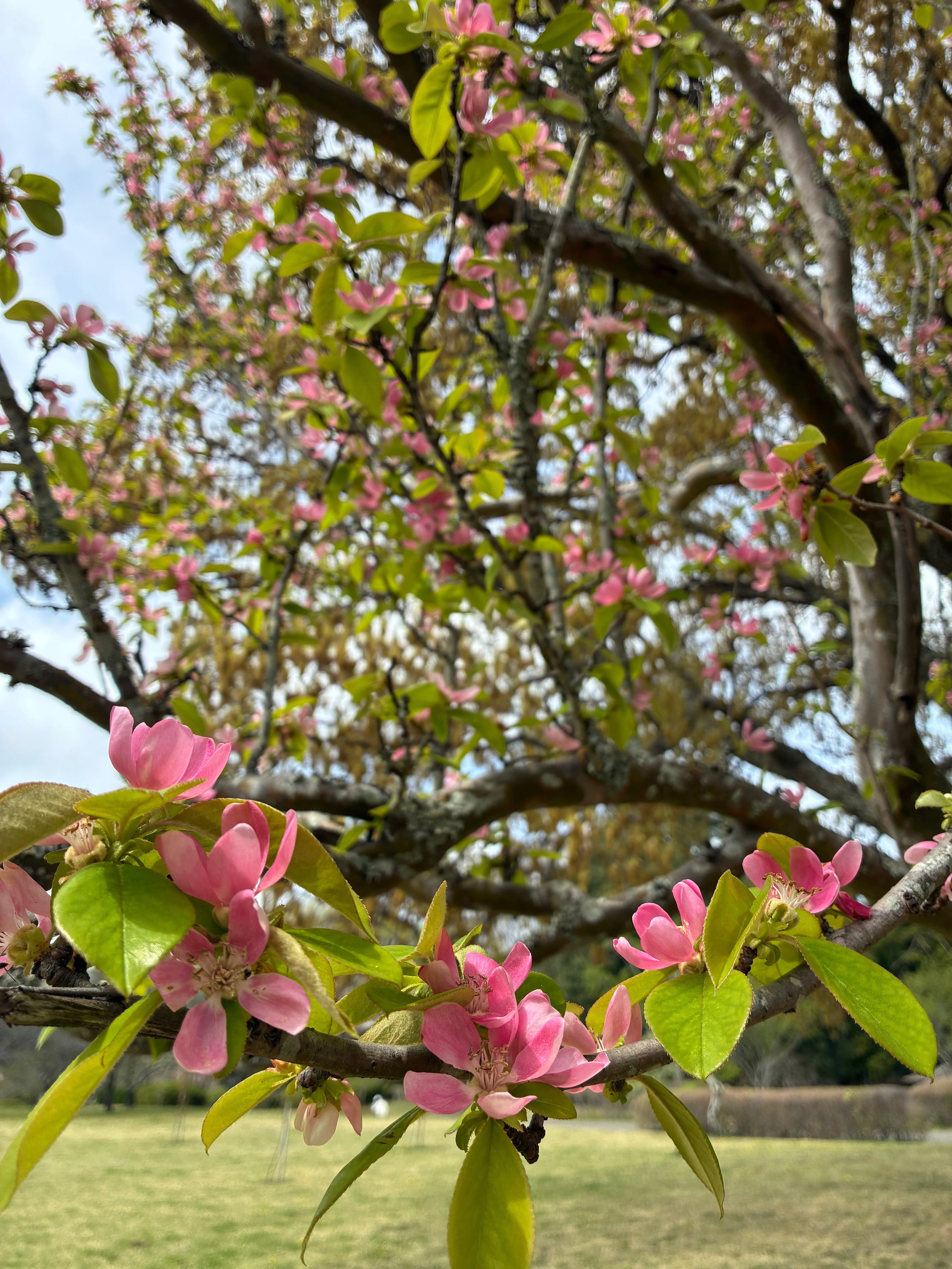春が駆け抜ける｜暮らしの花研究家
