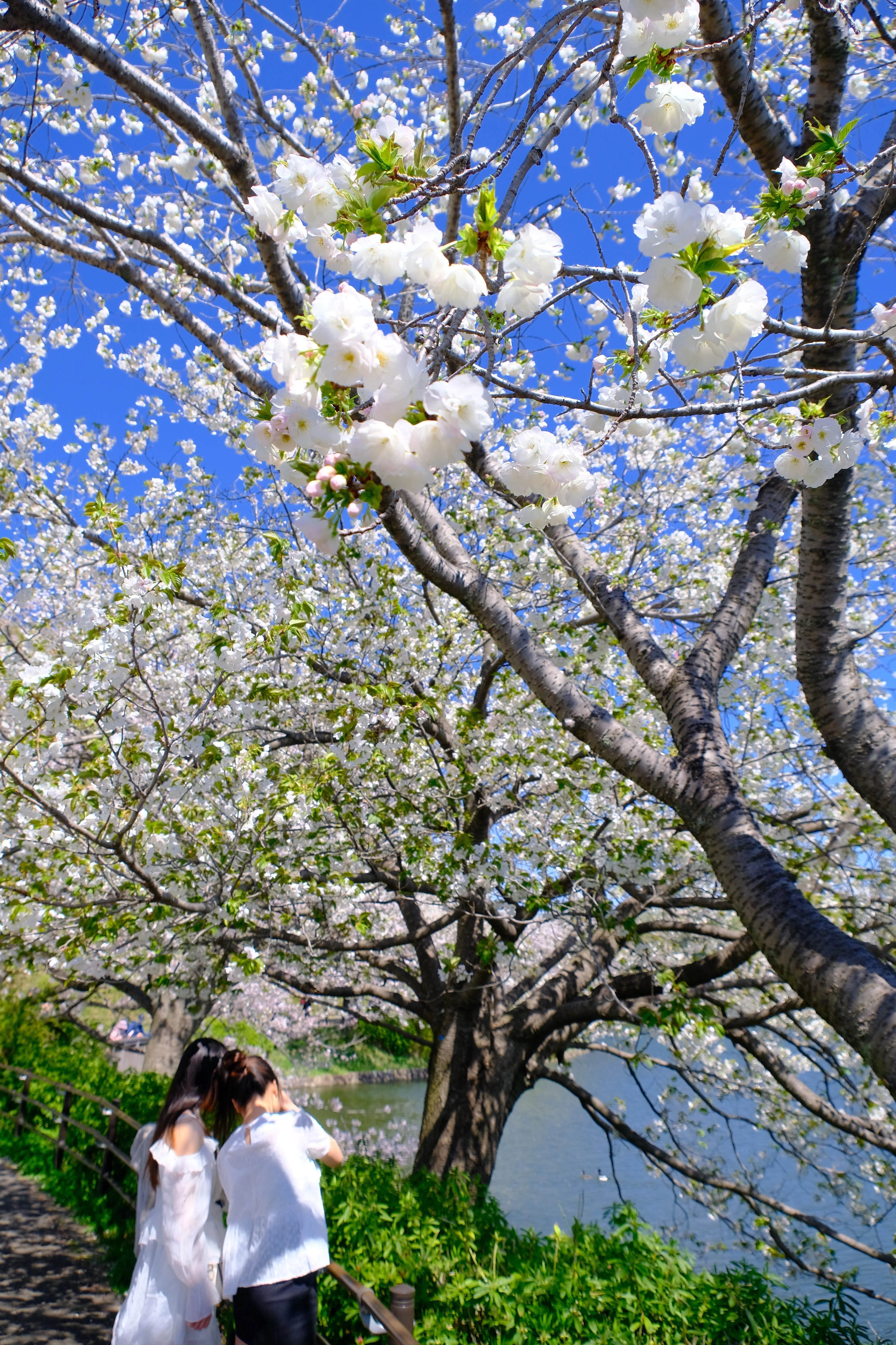 桜で人気の神奈川県立三ツ池公園へ｜Heira.K