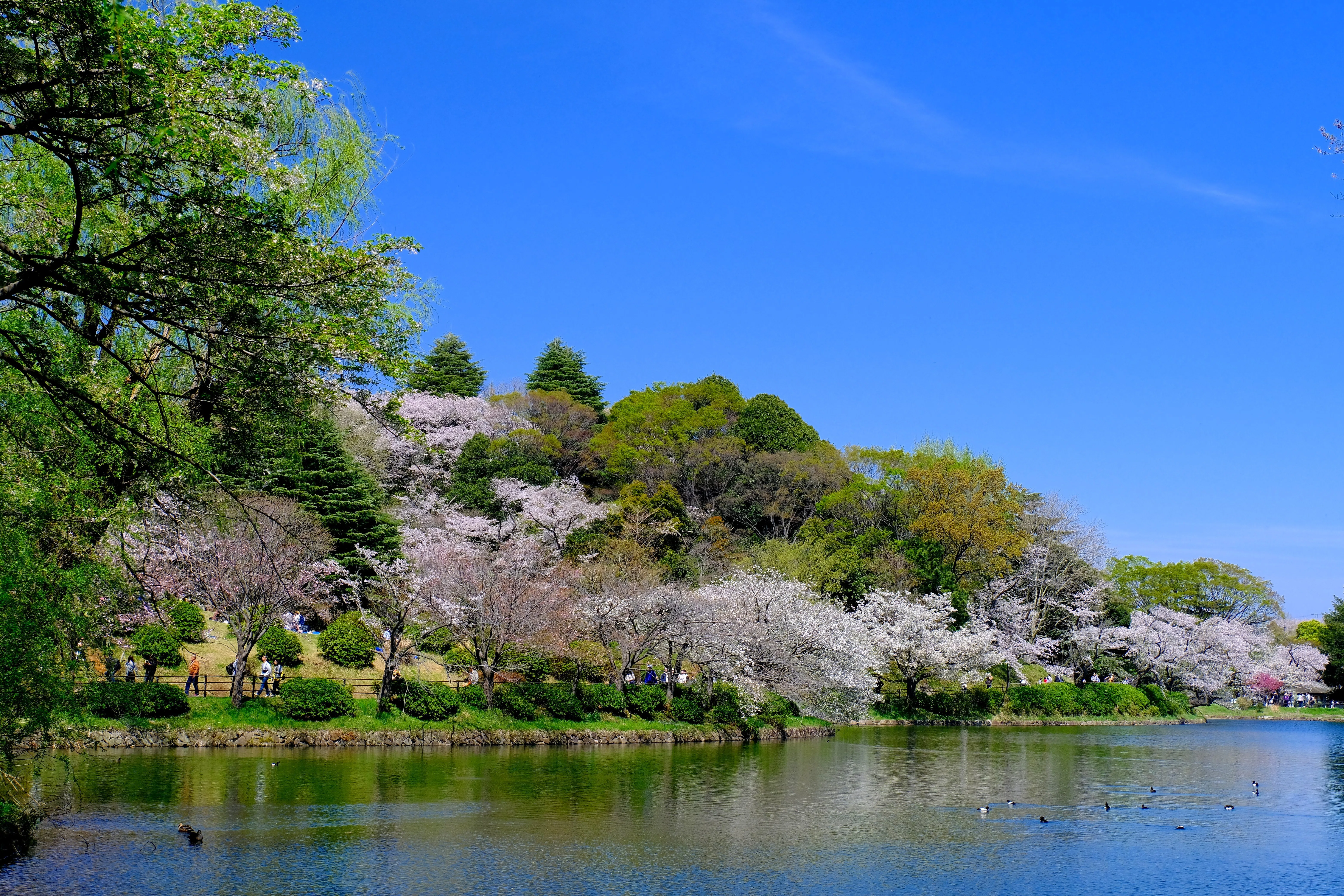 桜で人気の神奈川県立三ツ池公園へ｜Heira.K