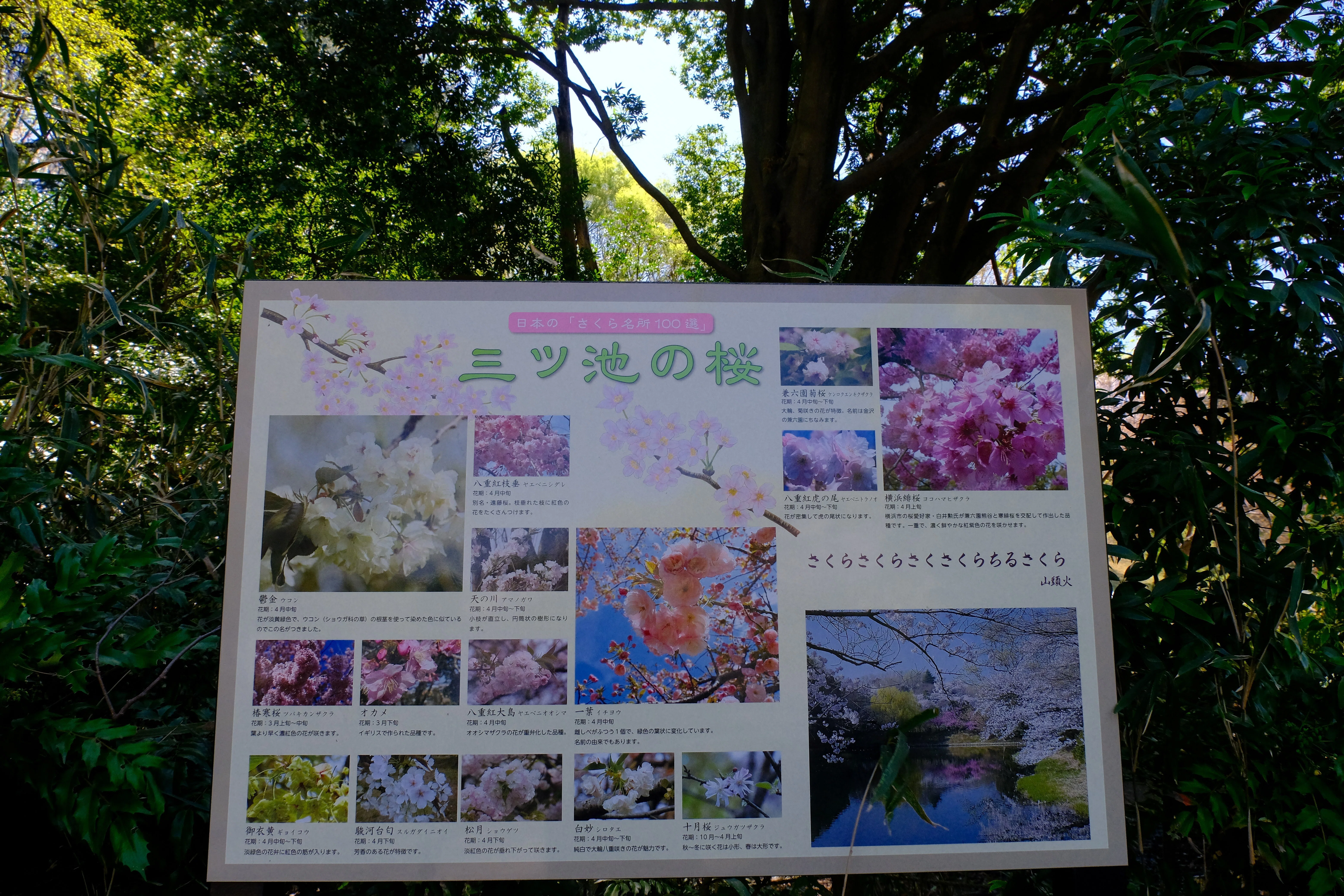 桜で人気の神奈川県立三ツ池公園へ｜Heira.K