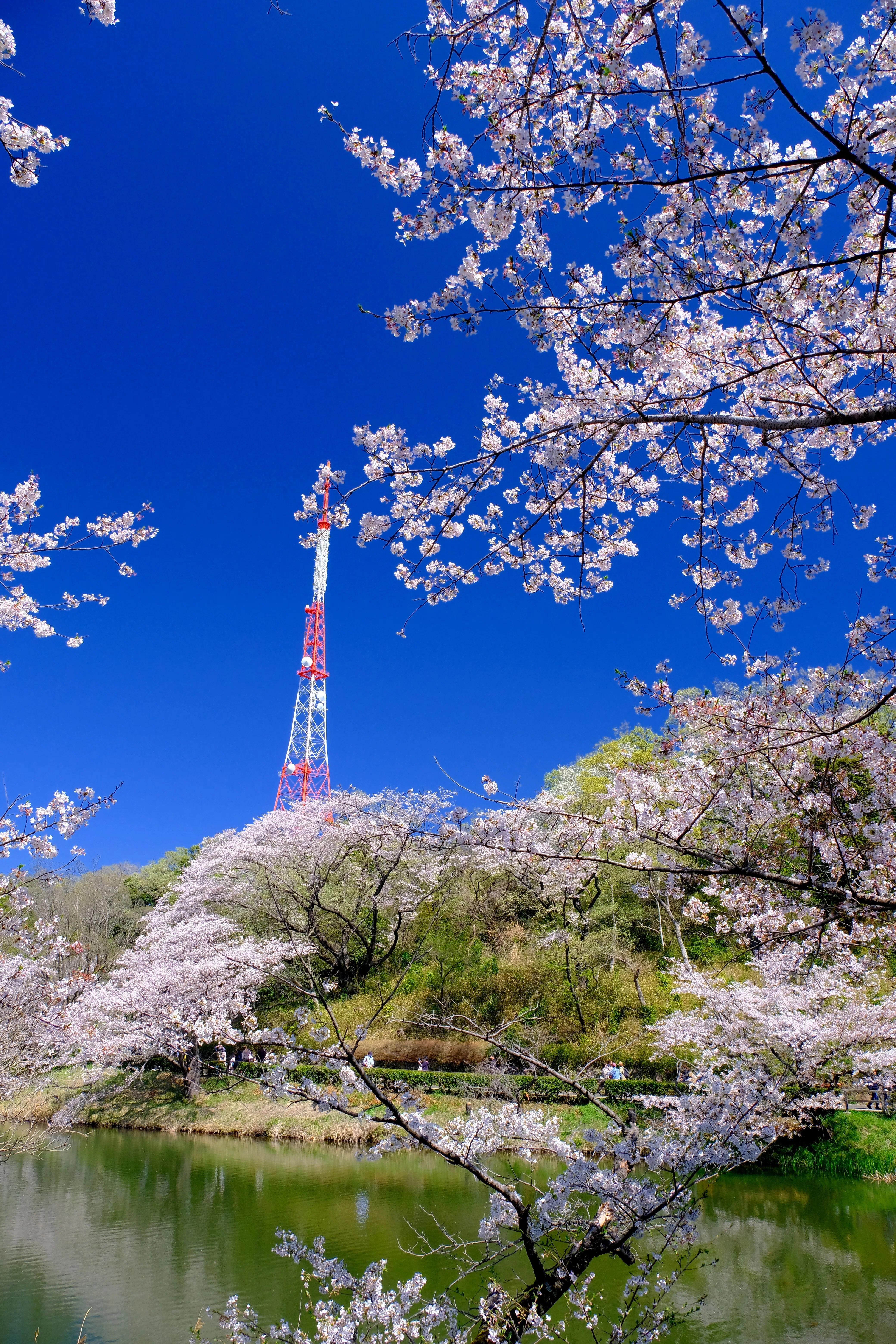 桜で人気の神奈川県立三ツ池公園へ｜Heira.K